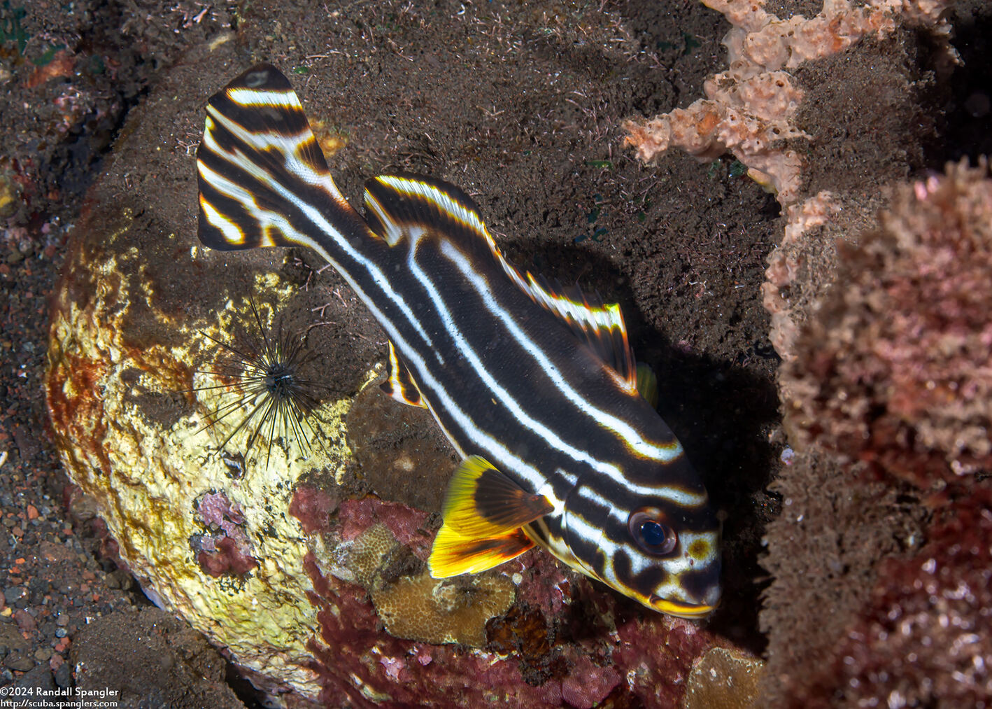 Plectorhinchus vittatus (Oriental Sweetlips)