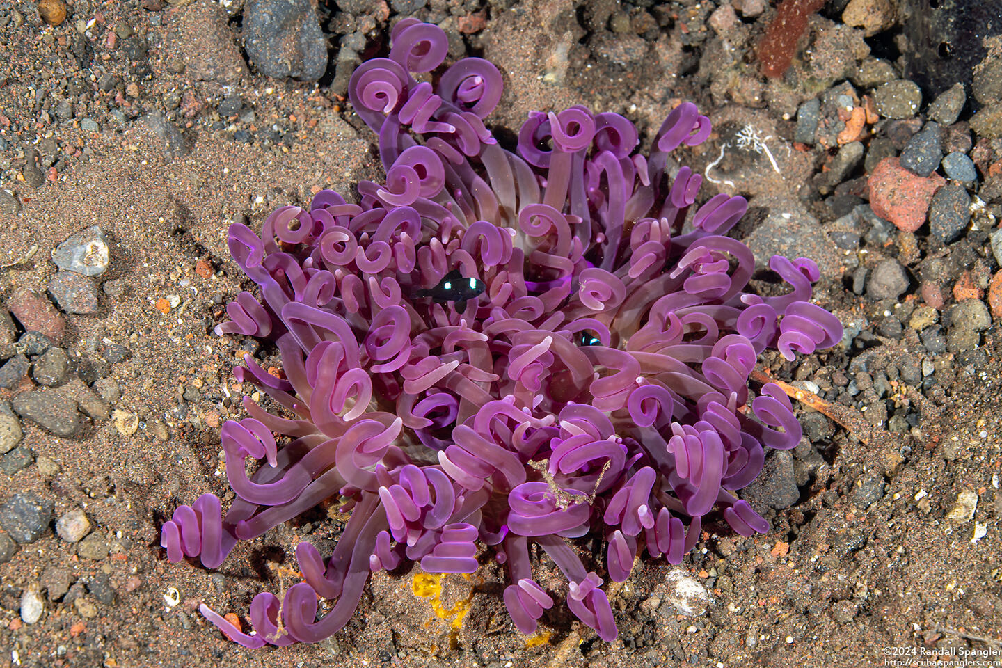 Macrodactyla doreensis (Corkscrew Tentacle Sea Anemone)