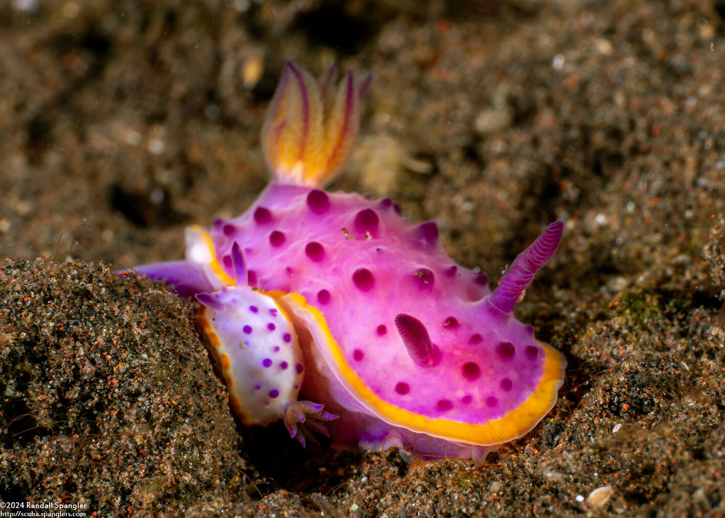 Mexichromis mariei (Purple Mexichromis)