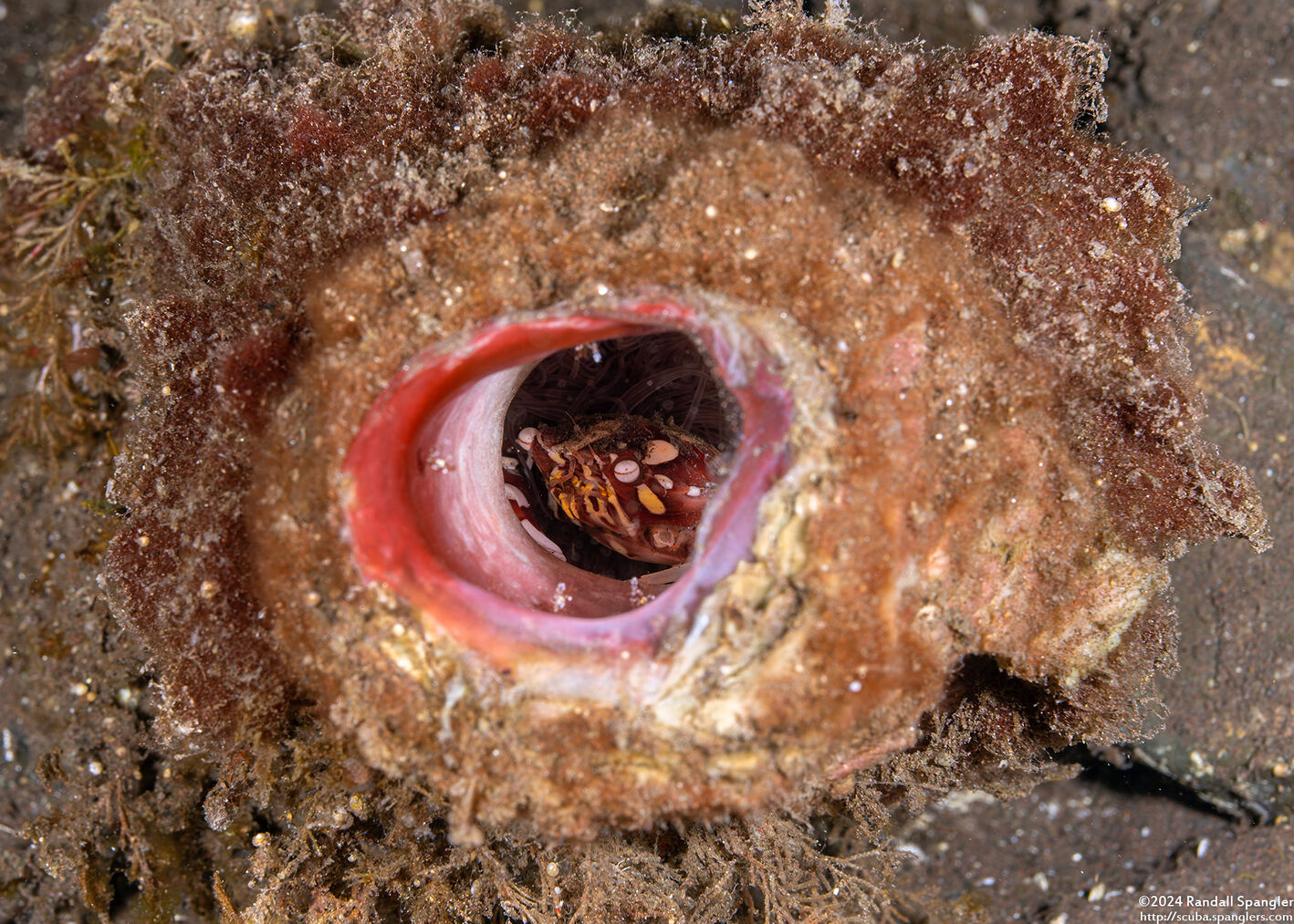 Lissocarcinus laevis (Harlequin Swimming Crab); In a retracted tube anemone