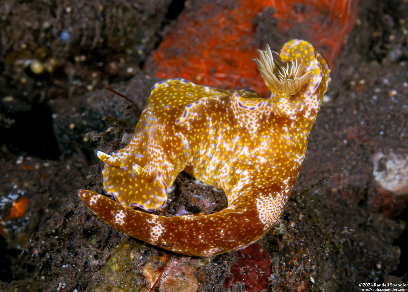 Ceratosoma tenue (Many-Lobed Ceratosoma)