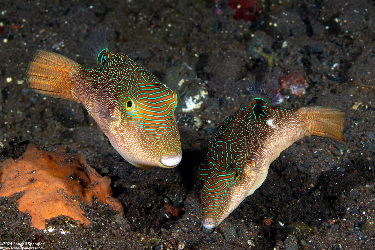 Canthigaster compressa (Fingerprint Toby)