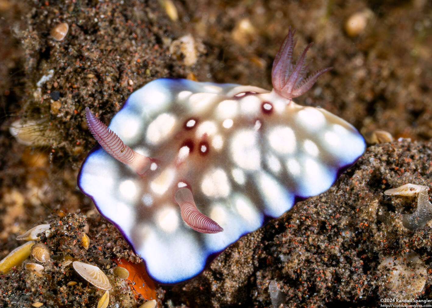 Goniobranchus hintuanensis (Goniobranchus Hintuanensis)