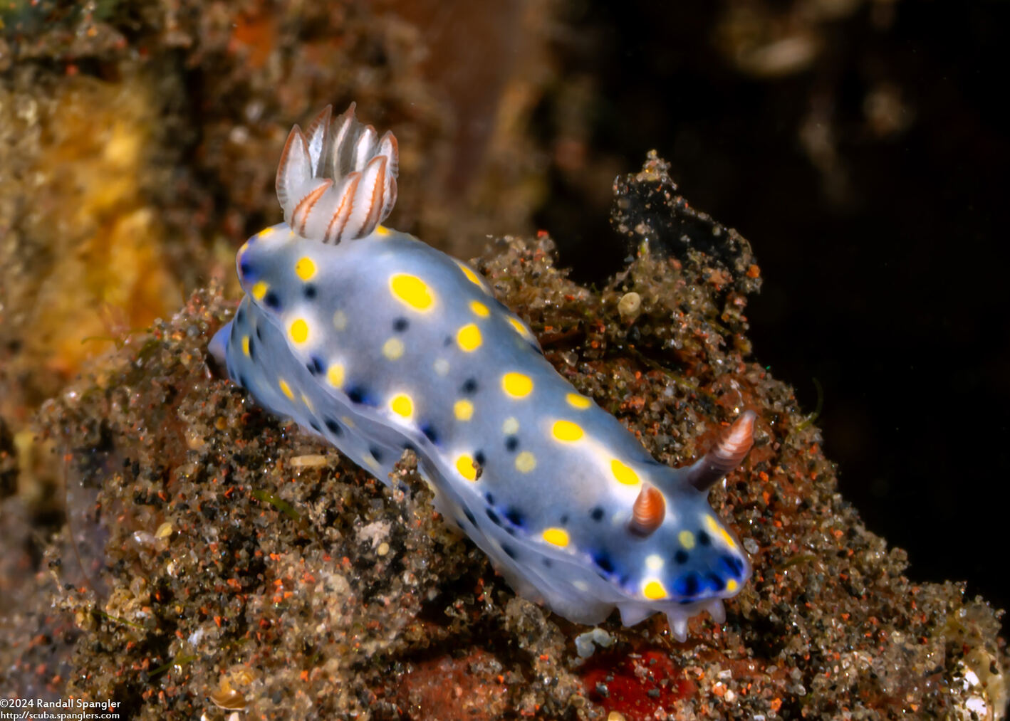 Hypselodoris roo (Roo Hypselodoris)