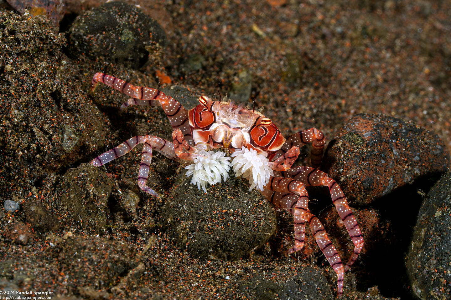 Lybia tesselata (Mosaic Boxer Crab)