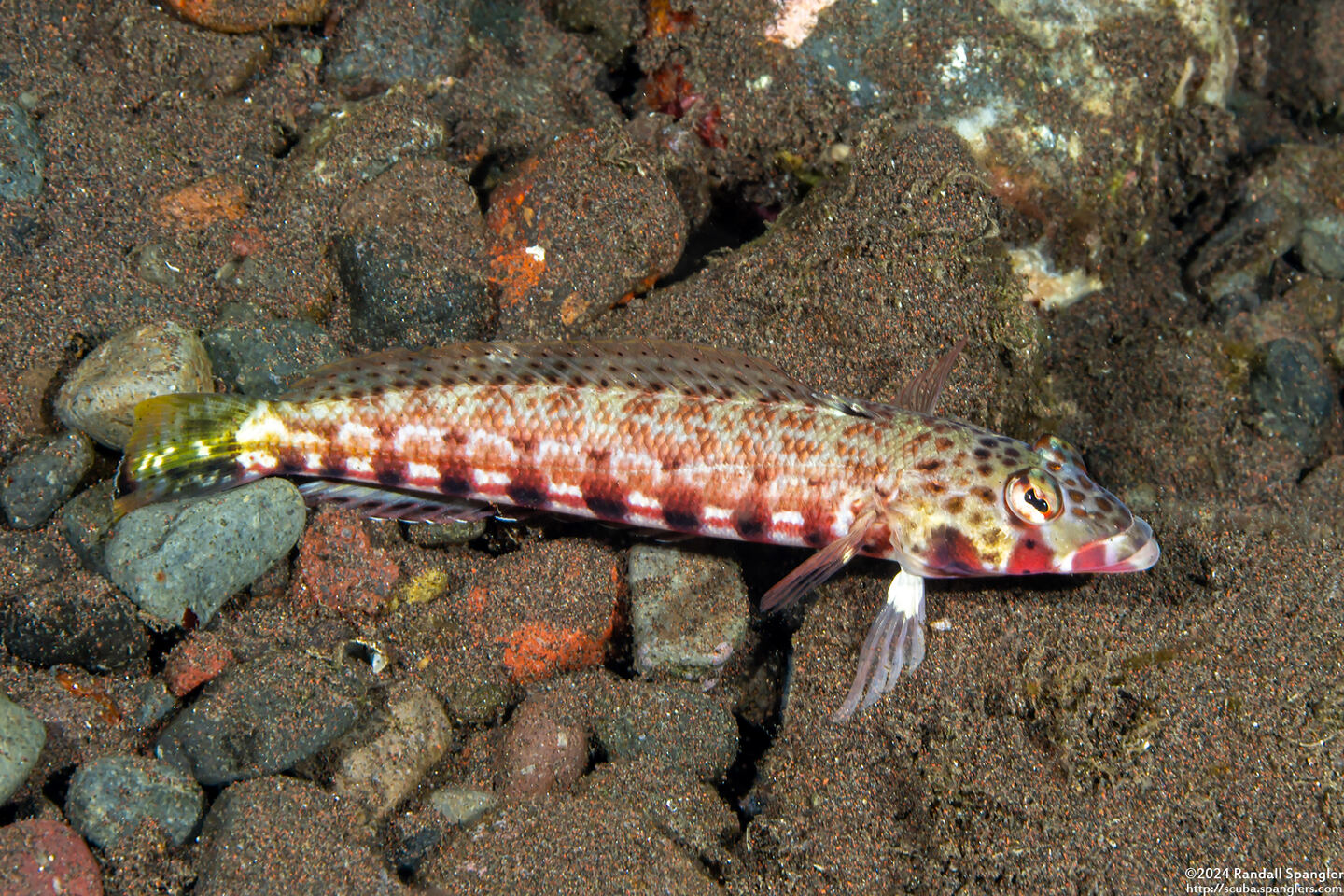 Parapercis clathrata (Latticed Sandperch)