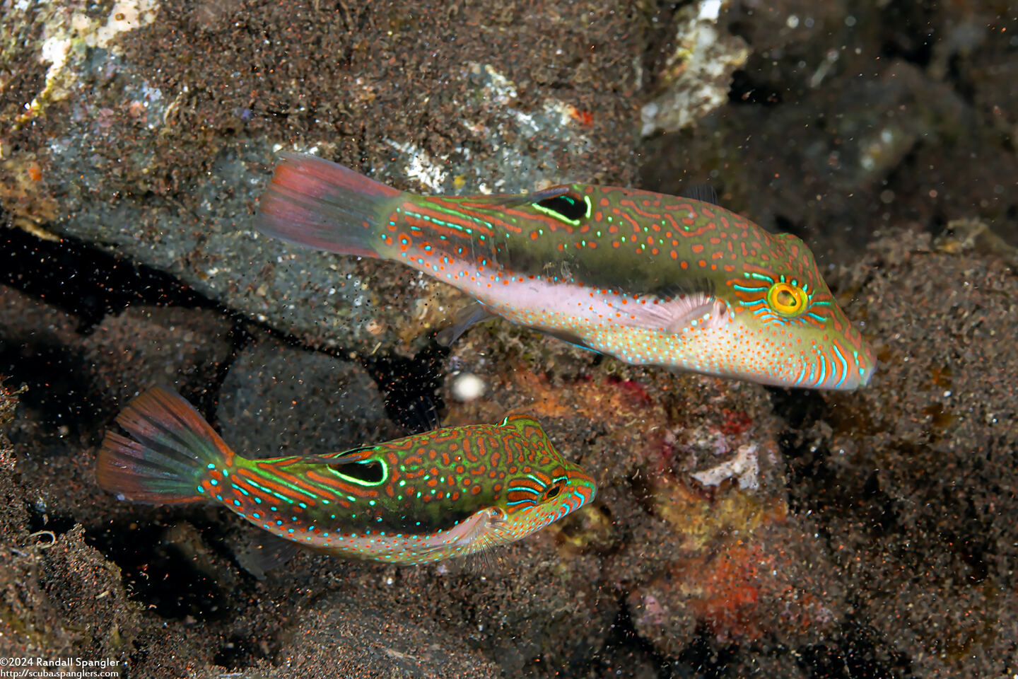 Canthigaster bennetti (Whitebelly Toby)