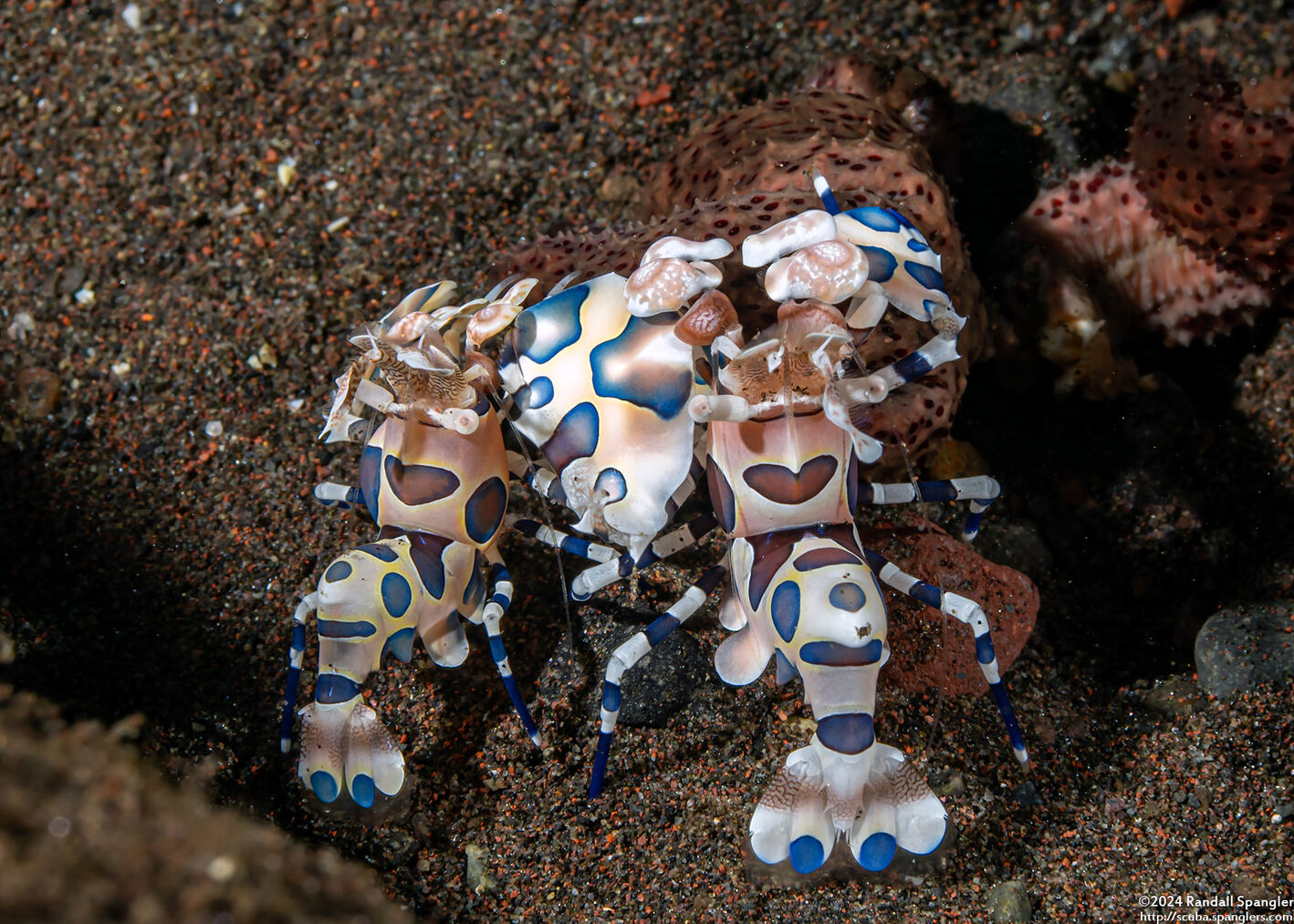 Hymenocera picta (Harlequin Shrimp)