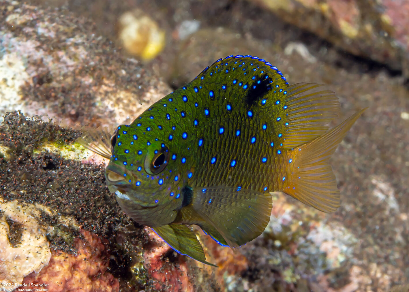 Plectroglyphidodon lacrymatus (Jewel Damsel)