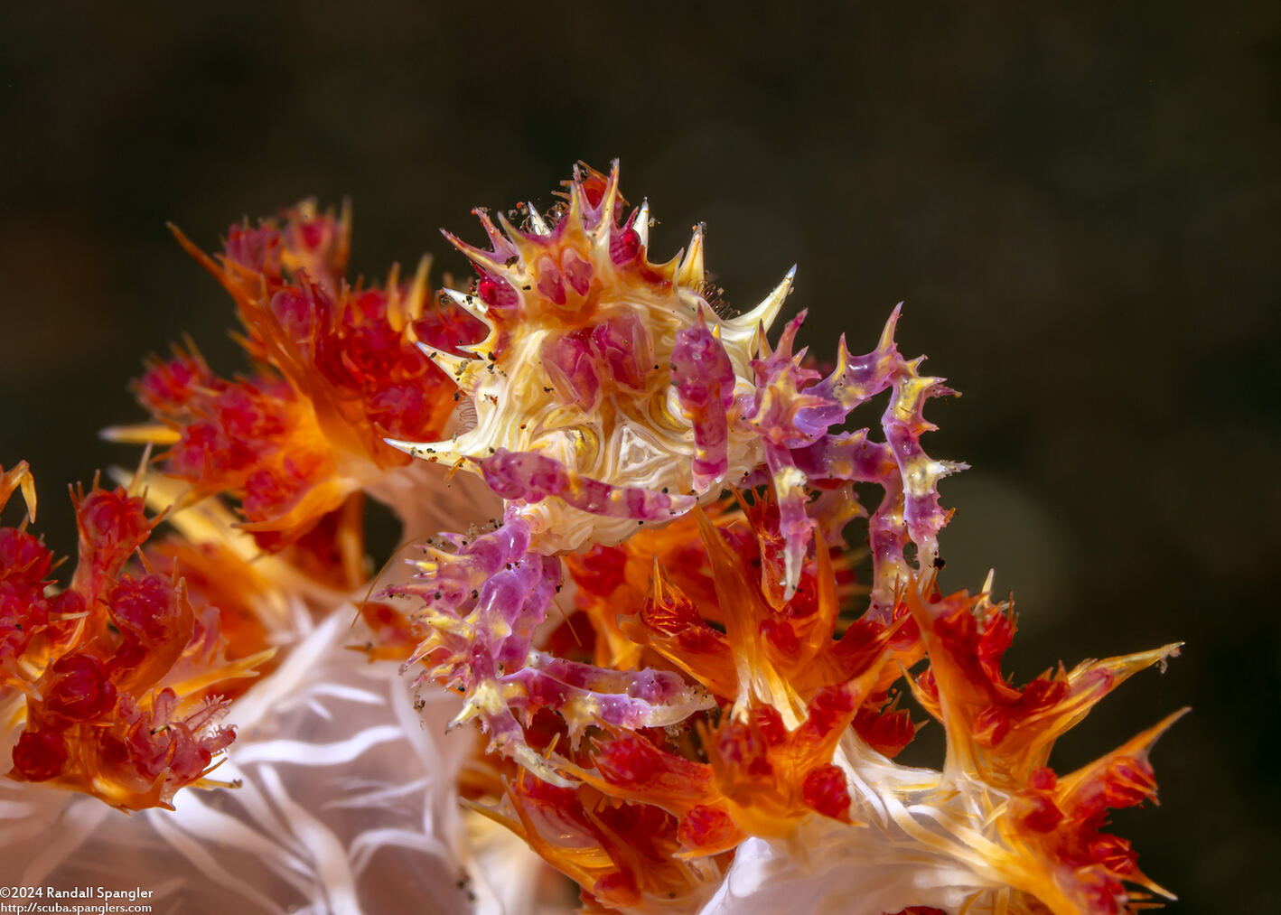 Hoplophrys oatesii (Soft Coral Crab)