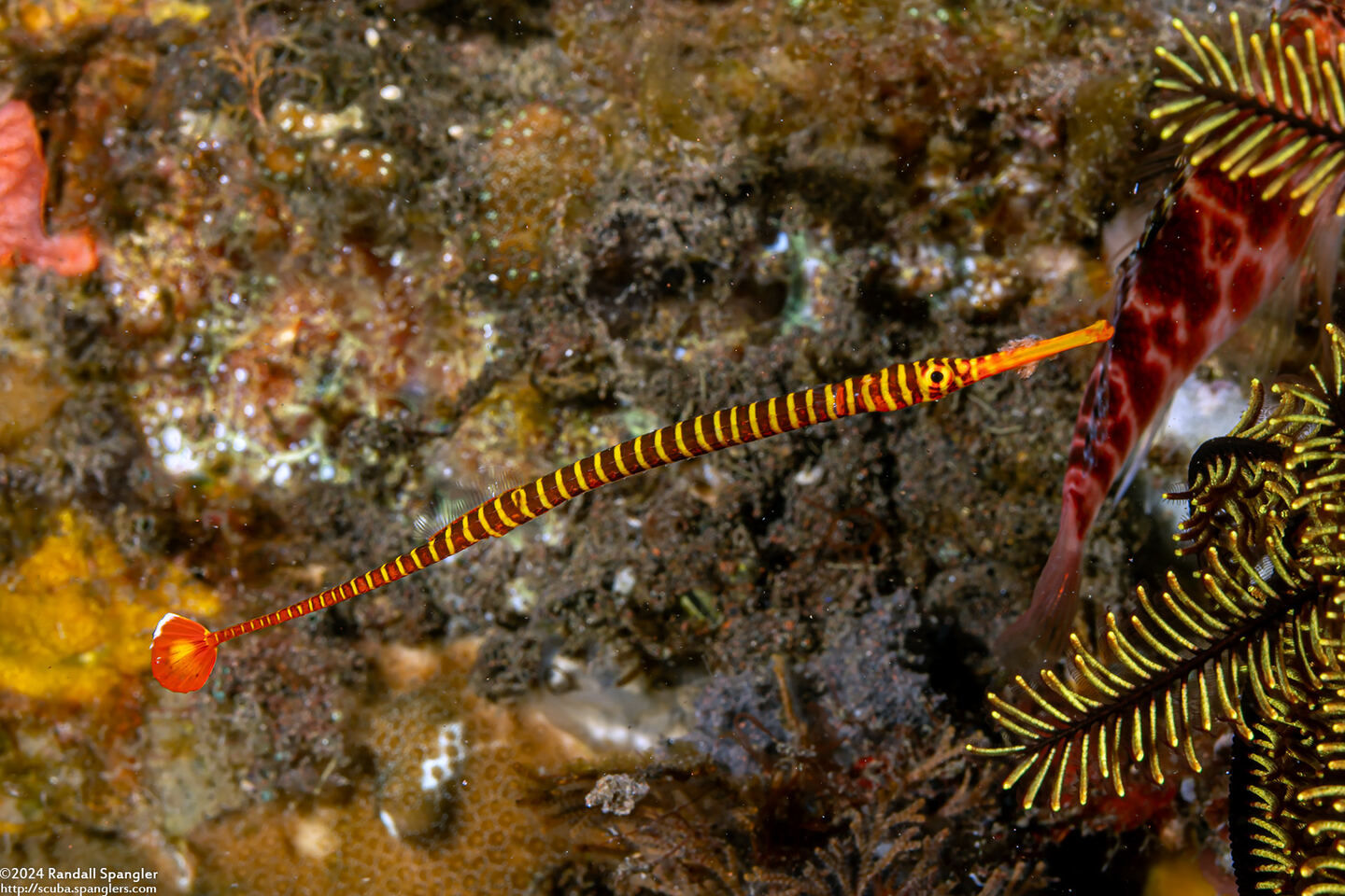 Dunckerocampus pessuliferus (Yellowbanded Pipefish)