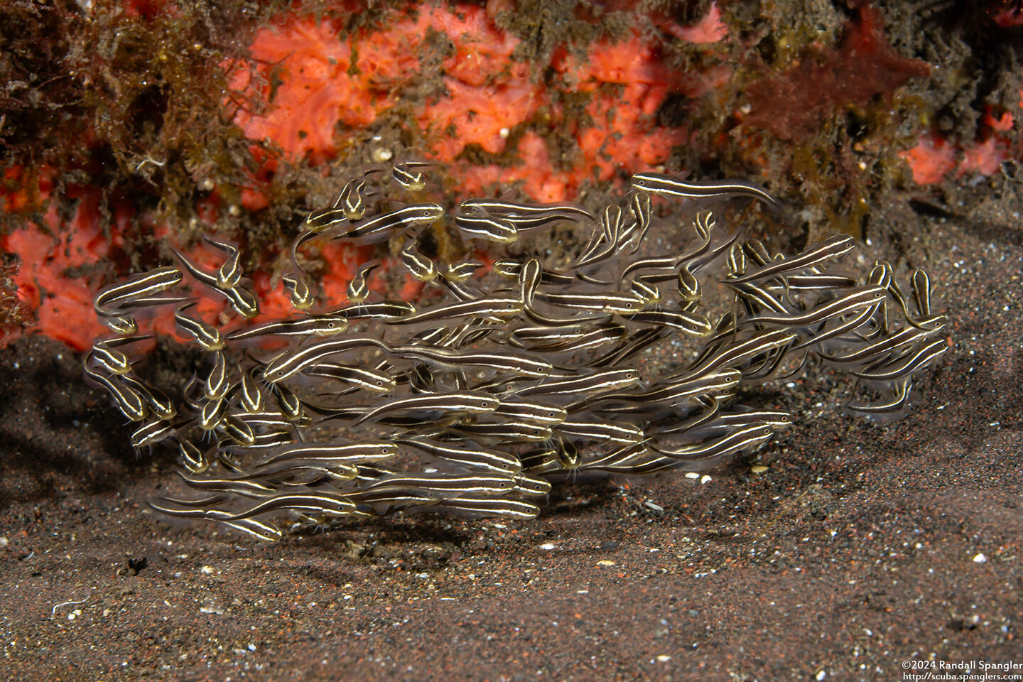 Plotosus lineatus (Striped Catfish)