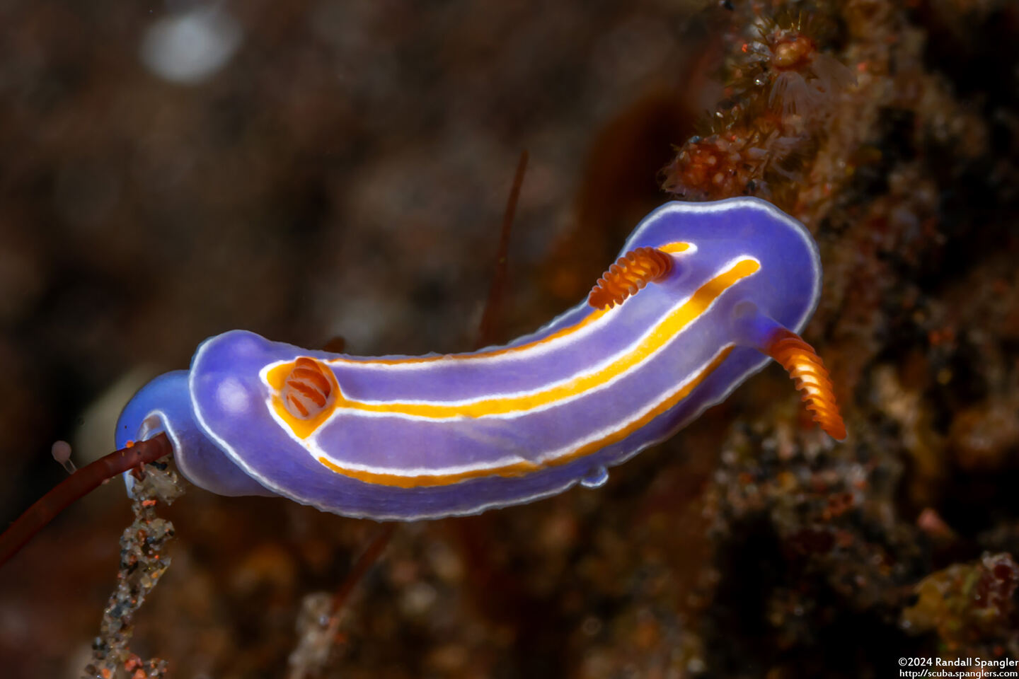 Mexichromis trilineata (Three-Lined Mexichromis)