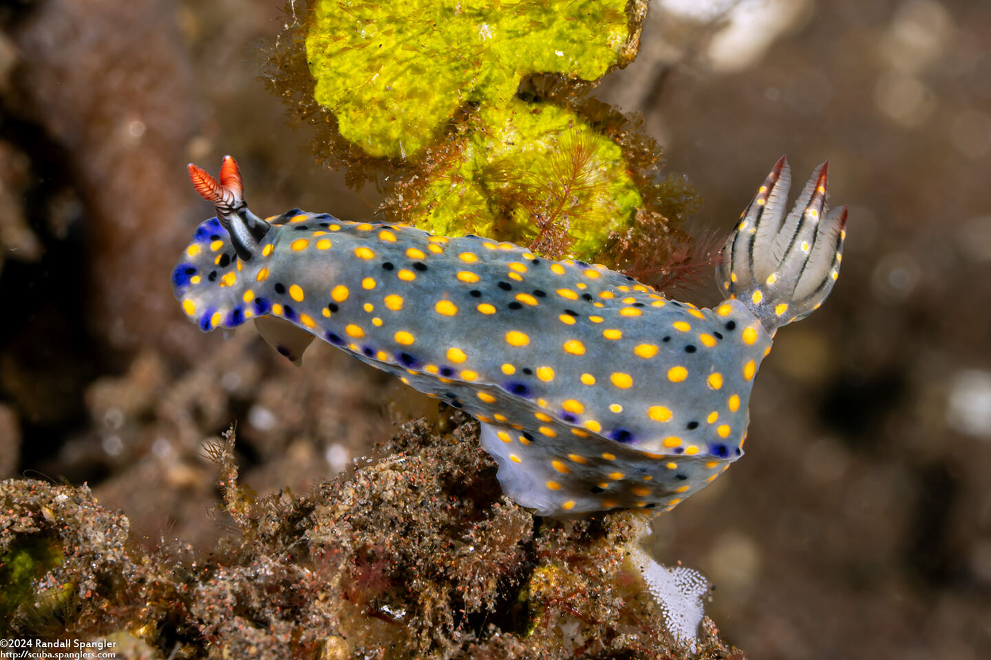 Hypselodoris confetti (Confetti Hypselodoris); With mutant single rhinophore stalk