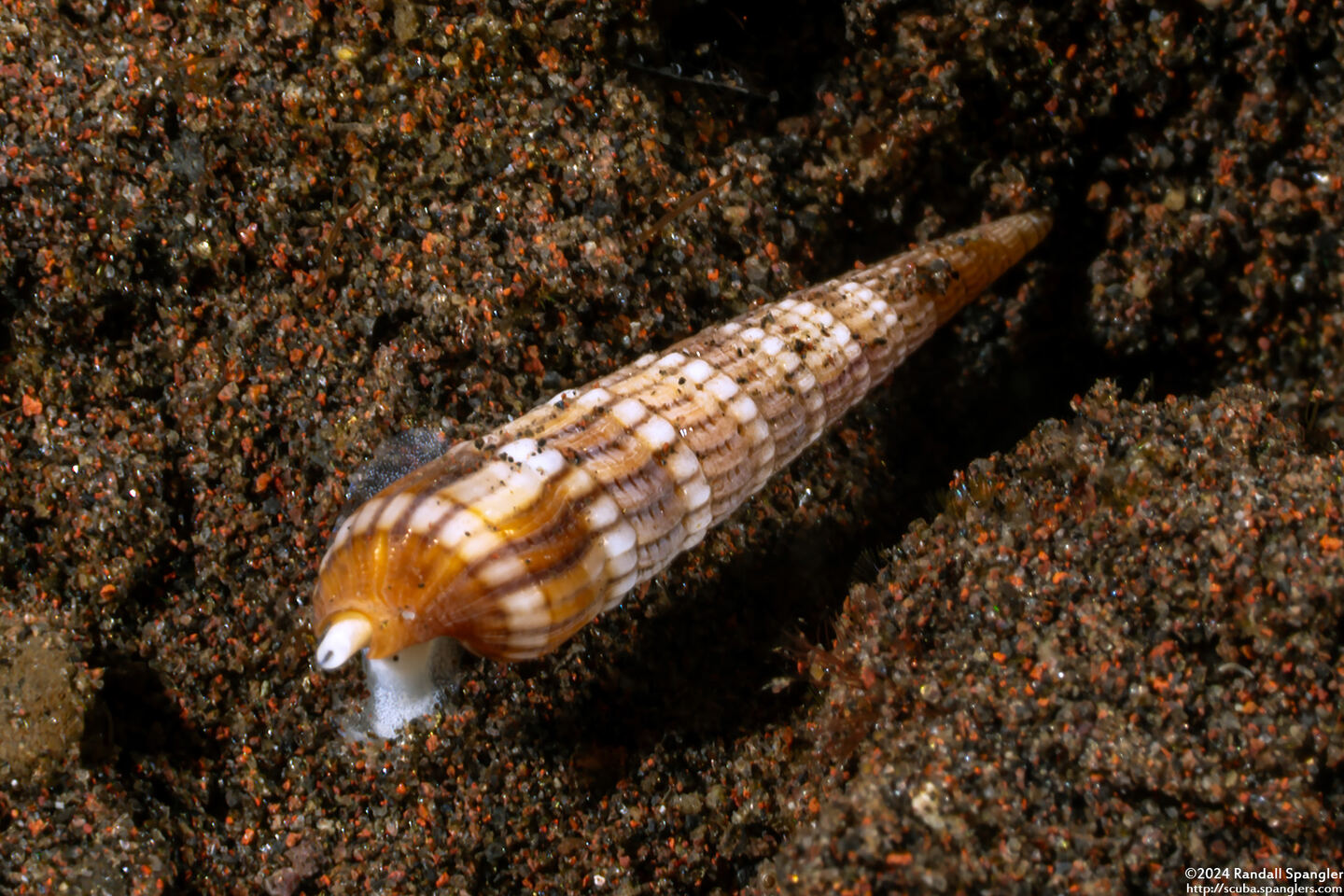 Myurellopsis paucistriata (Lightly-Striated Auger)