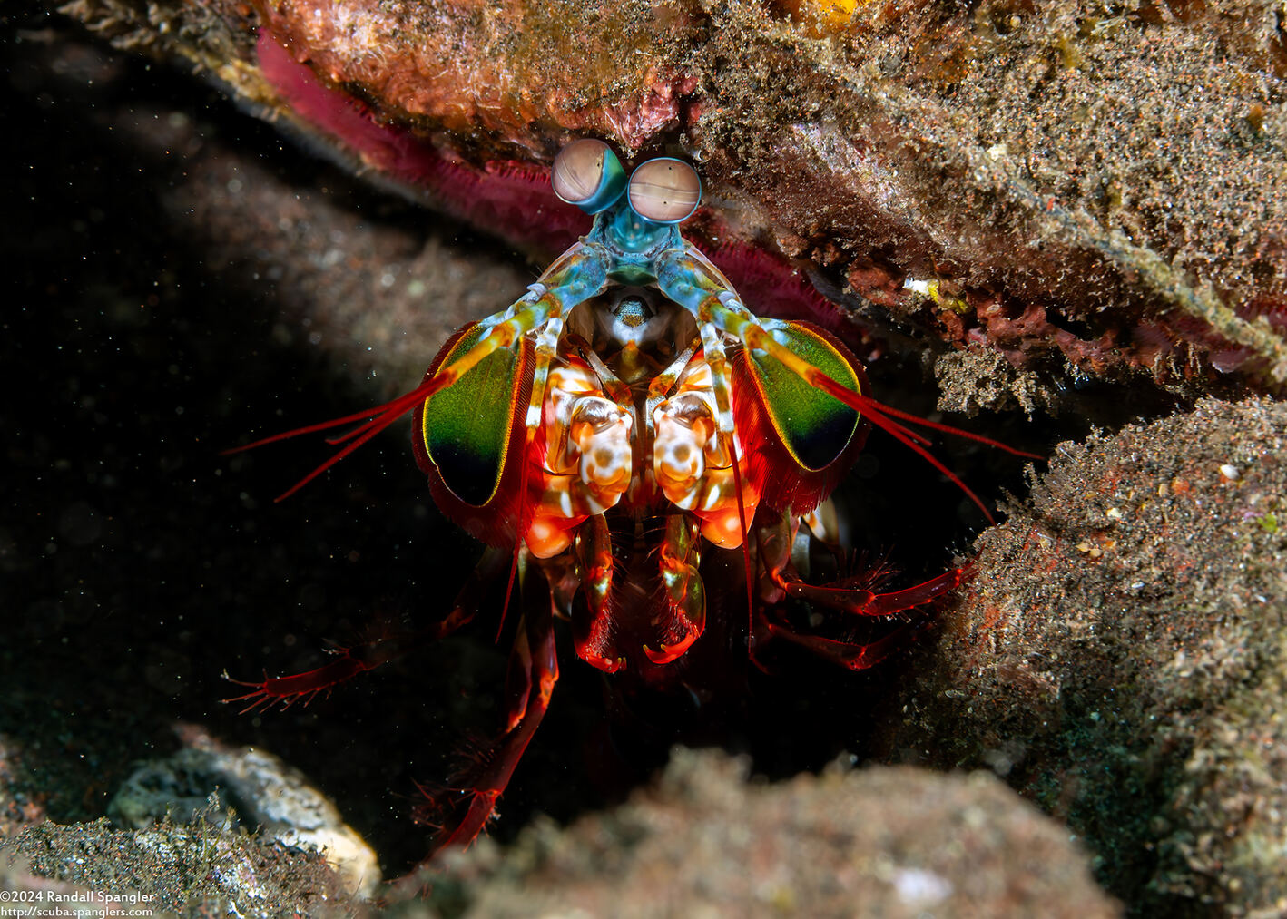 Odontodactylus scyllarus (Peacock Mantis Shrimp)