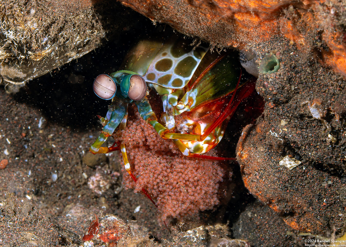 Odontodactylus scyllarus (Peacock Mantis Shrimp)