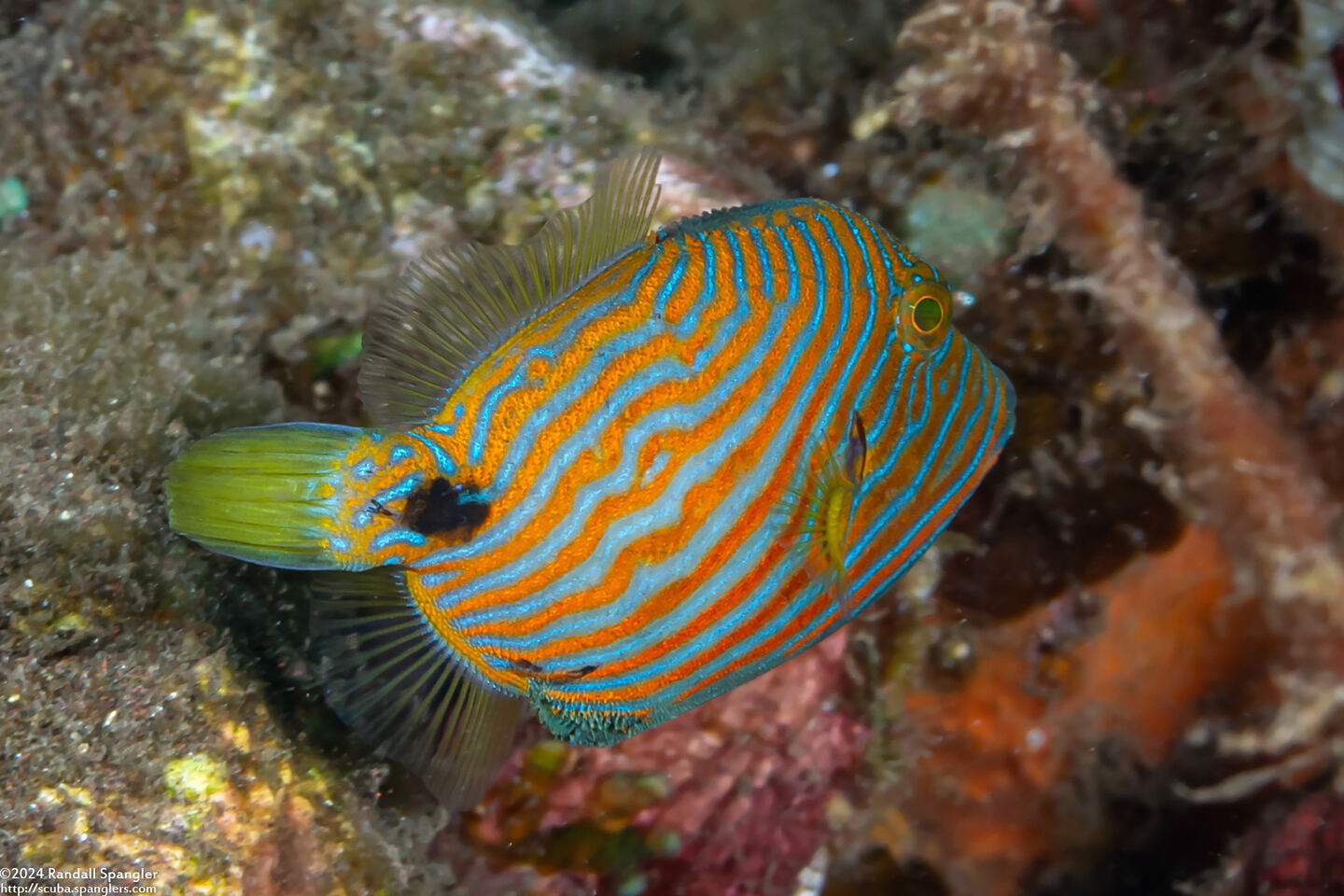 Balistapus undulatus (Orange-Lined Triggerfish)