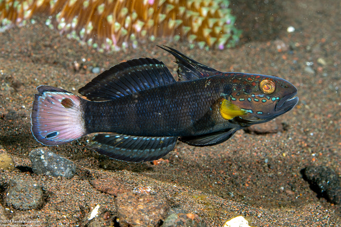 Amblygobius phalaena (Whitebarred Goby)