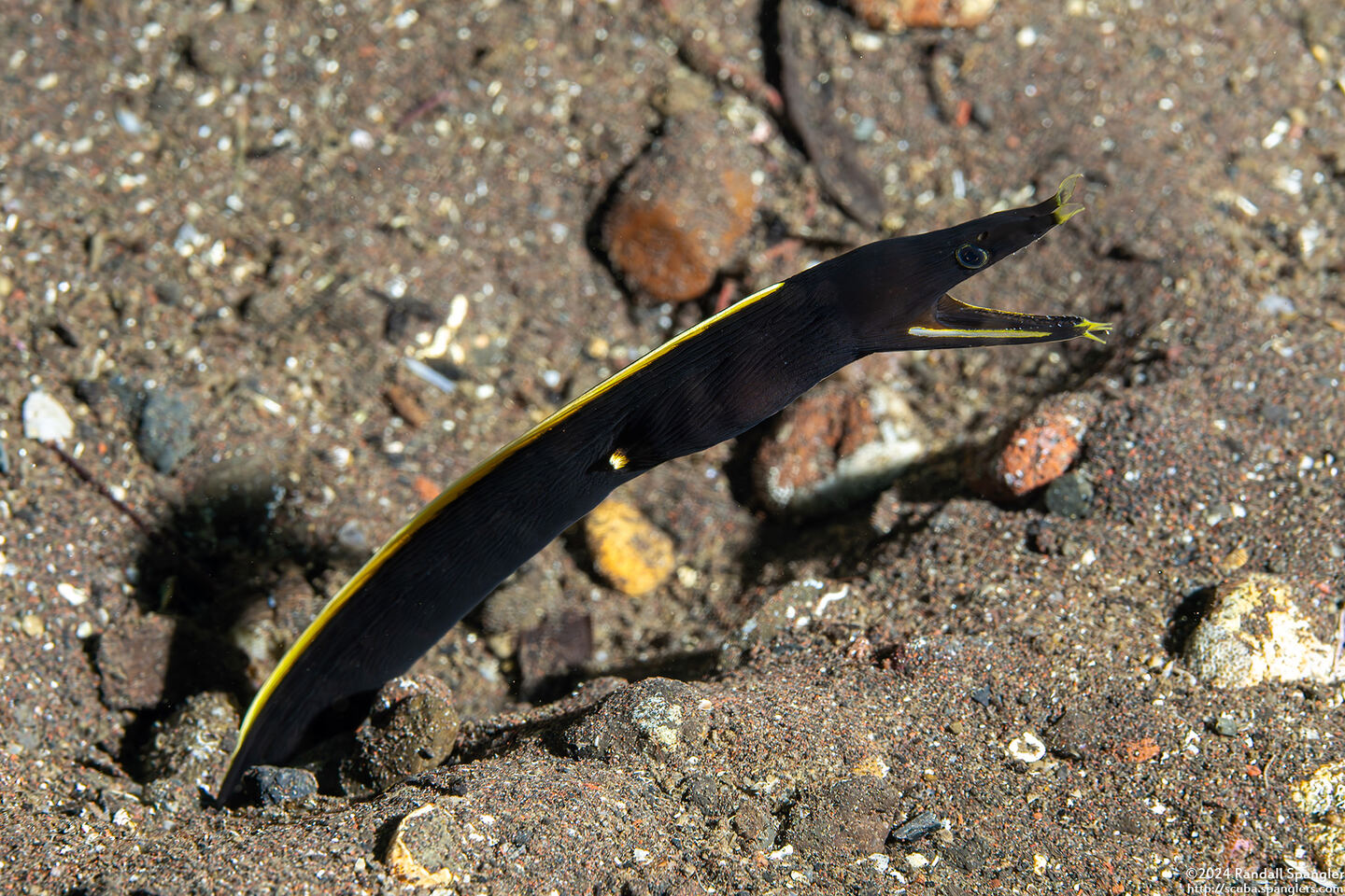 Rhinomuraena quaesita (Ribbon Eel)