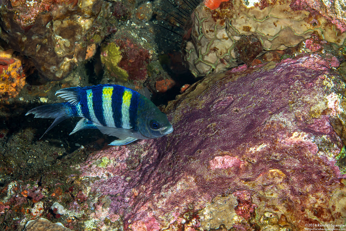 Abudefduf vaigiensis (Indo-Pacific Sergeant); With purple eggs