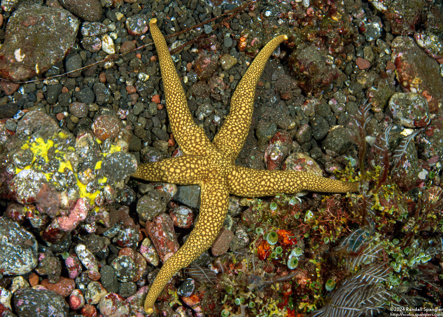 Nardoa novaecaledoniae (New Caledonian Sea Star)