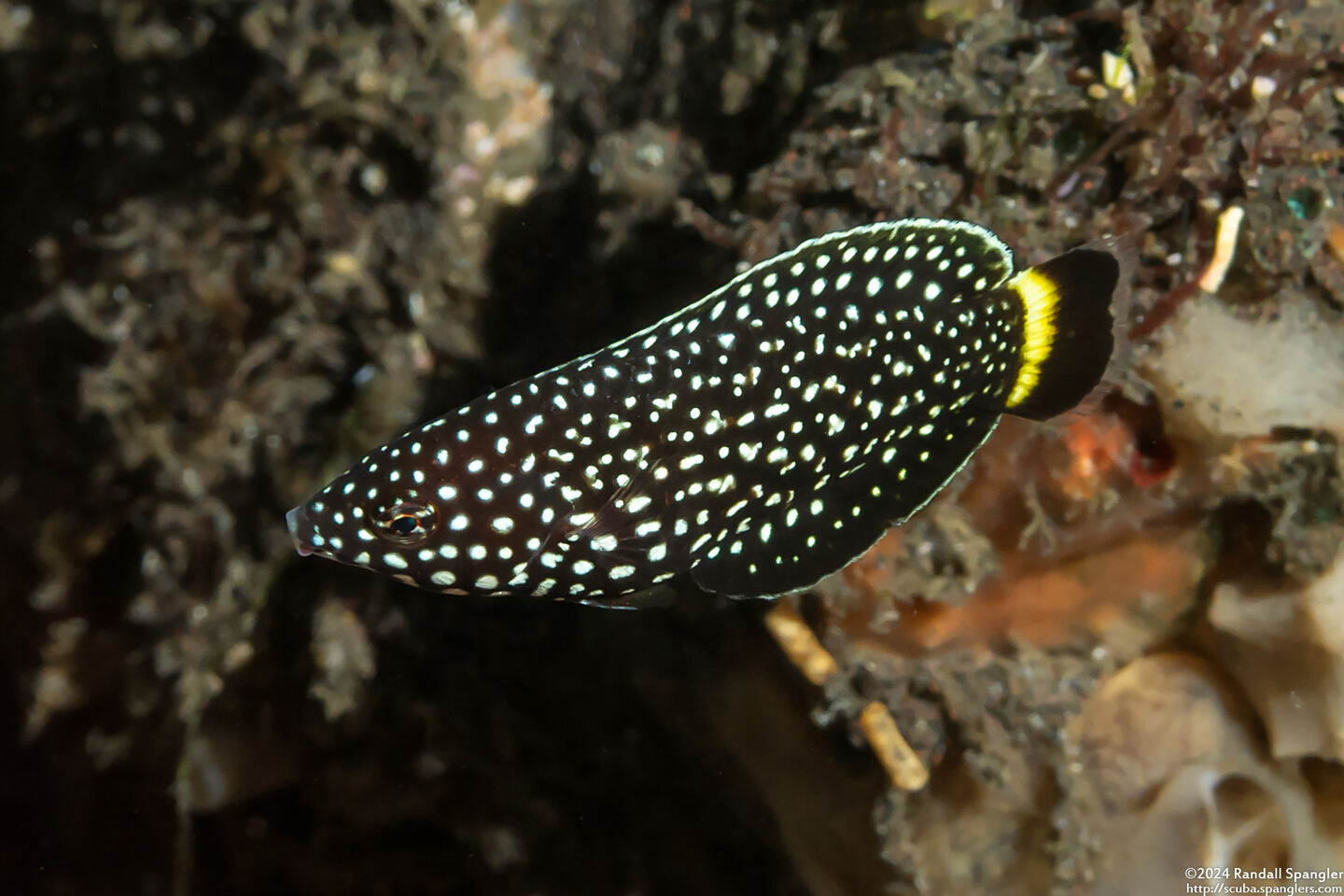 Anampses melanurus (Whitespotted Wrasse)