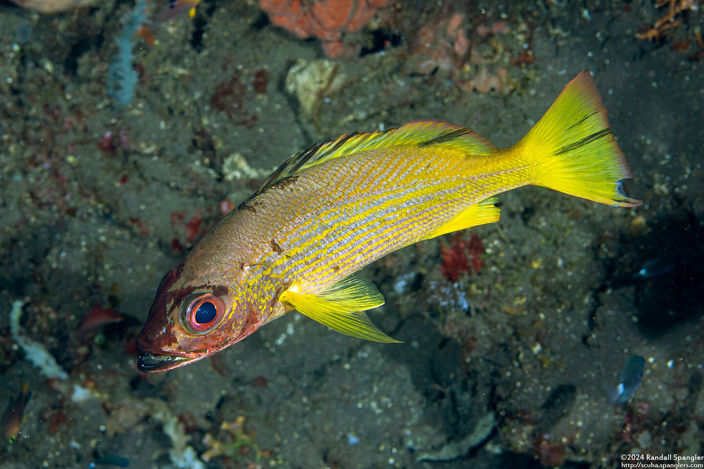 Lutjanus lutjanus (Bigeye Snapper)