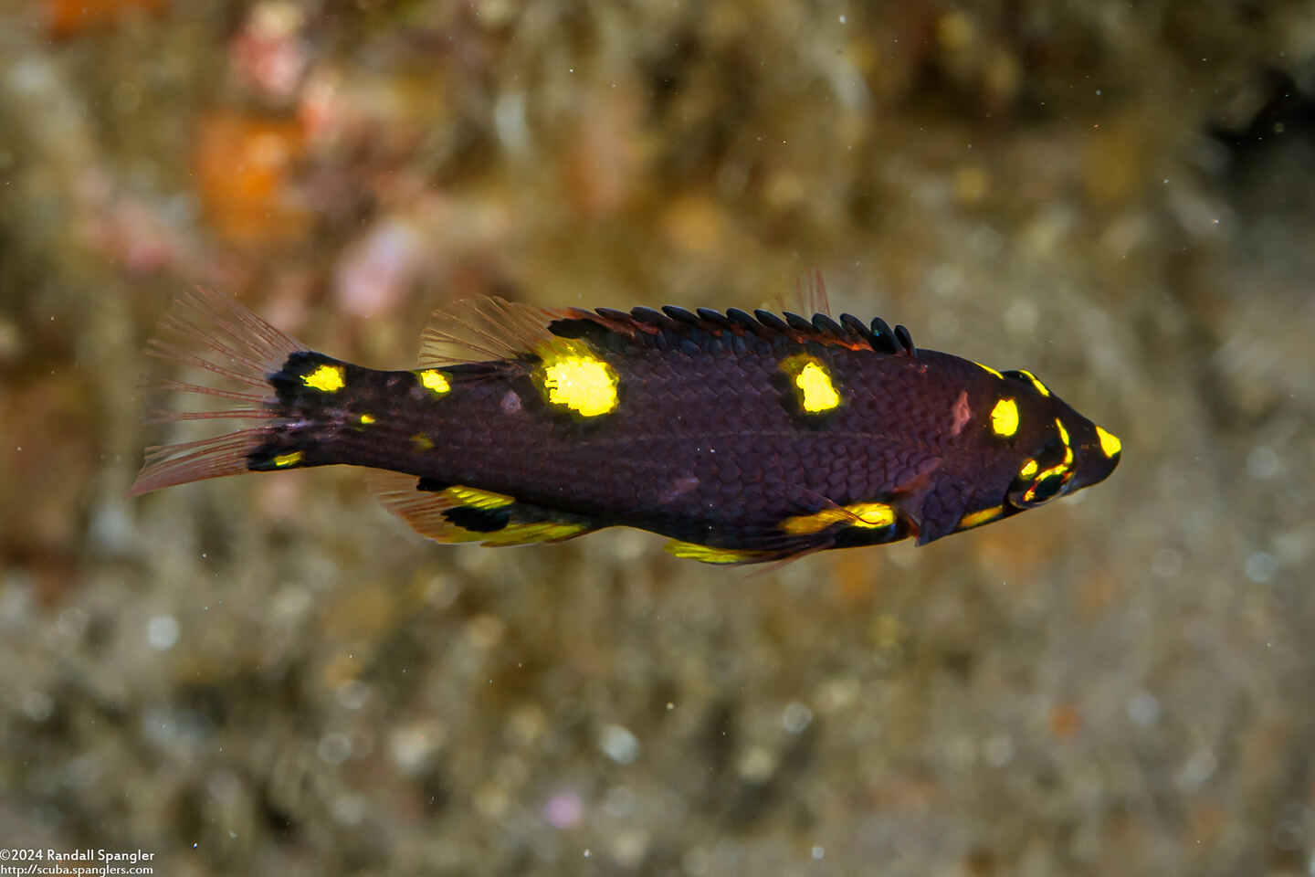 Bodianus mesothorax (Blackbelt Hogfish)