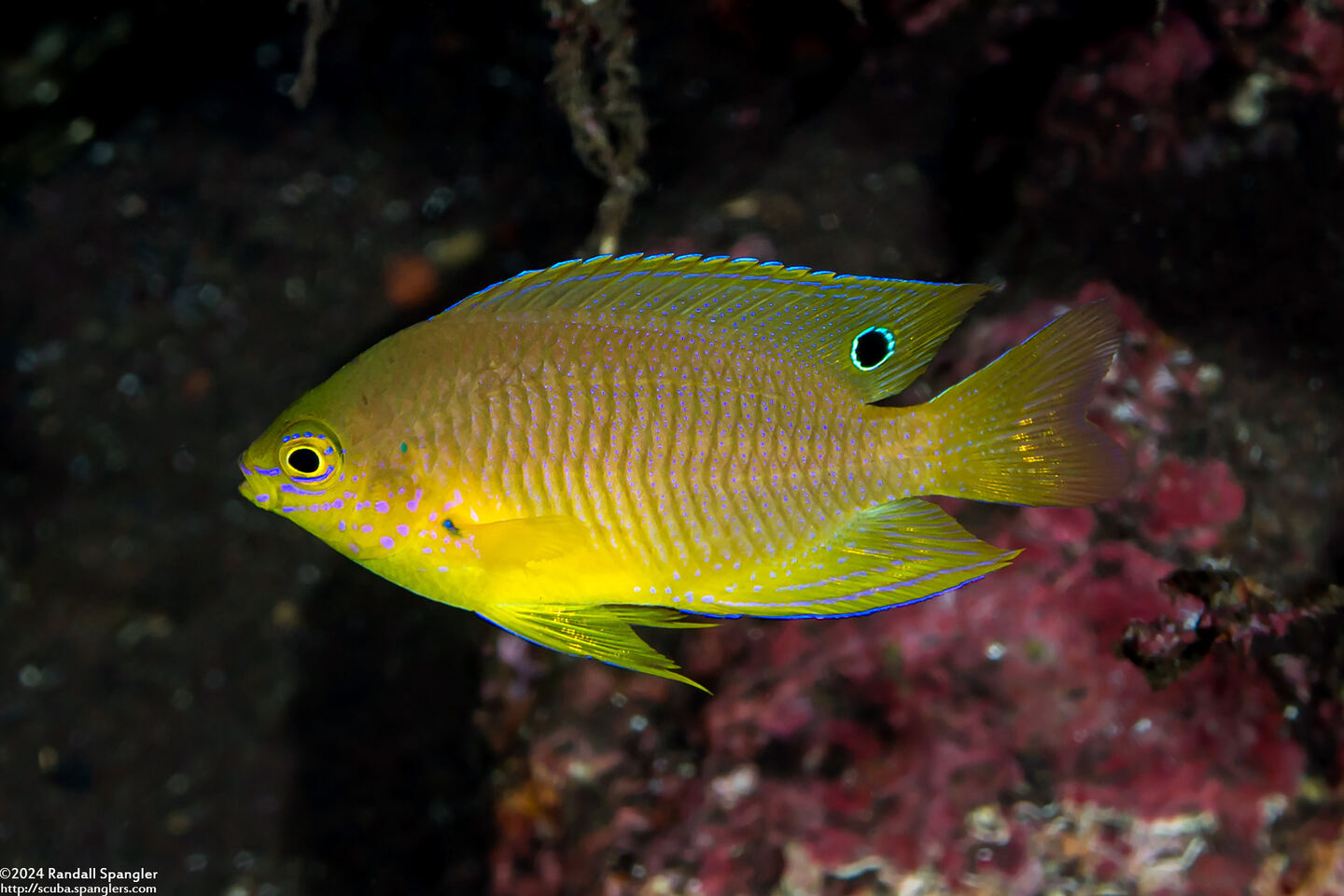 Pomacentrus amboinensis (Ambon Damsel)