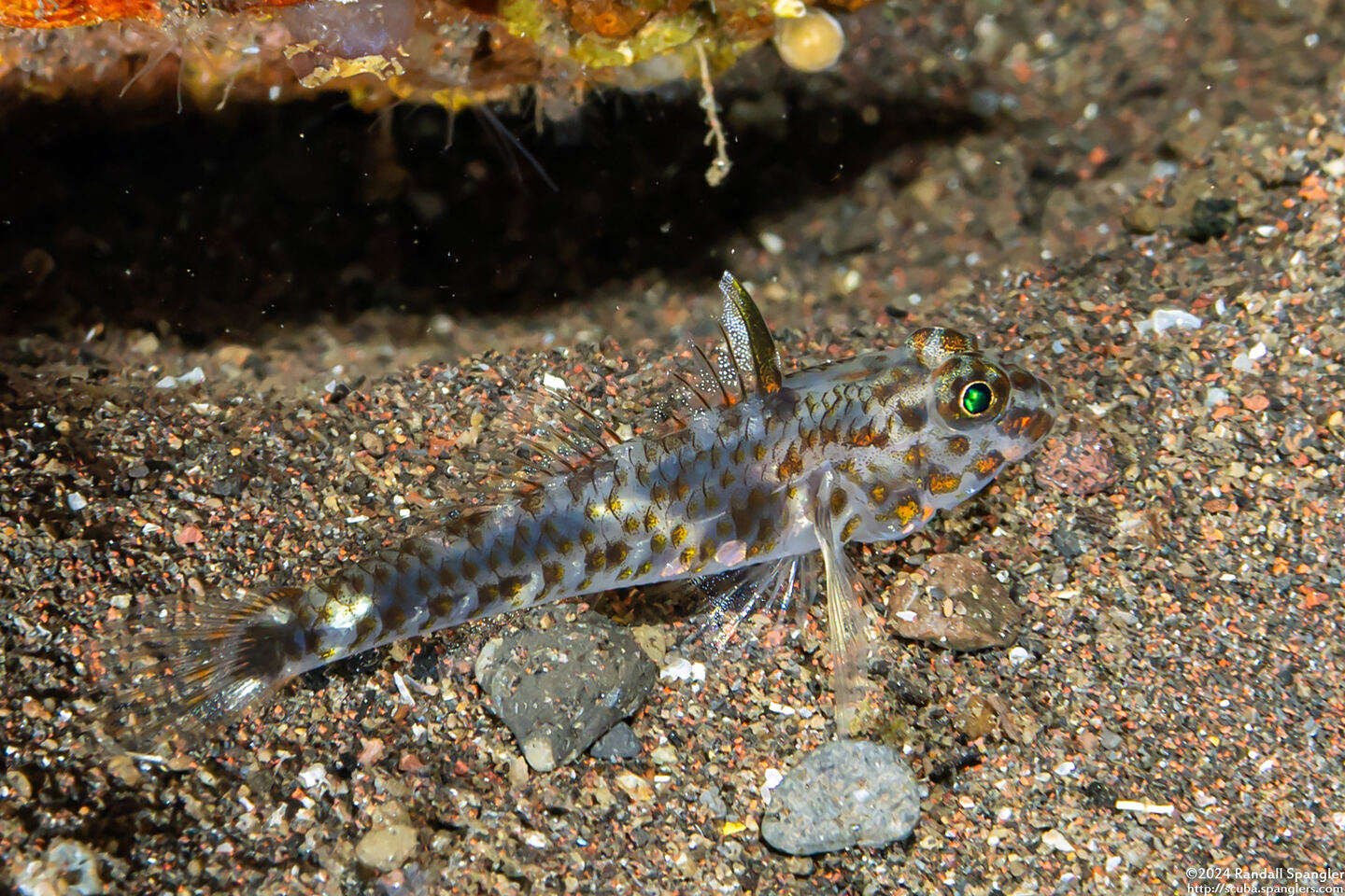 Fusigobius inframaculatus (Blotched Sandgoby)