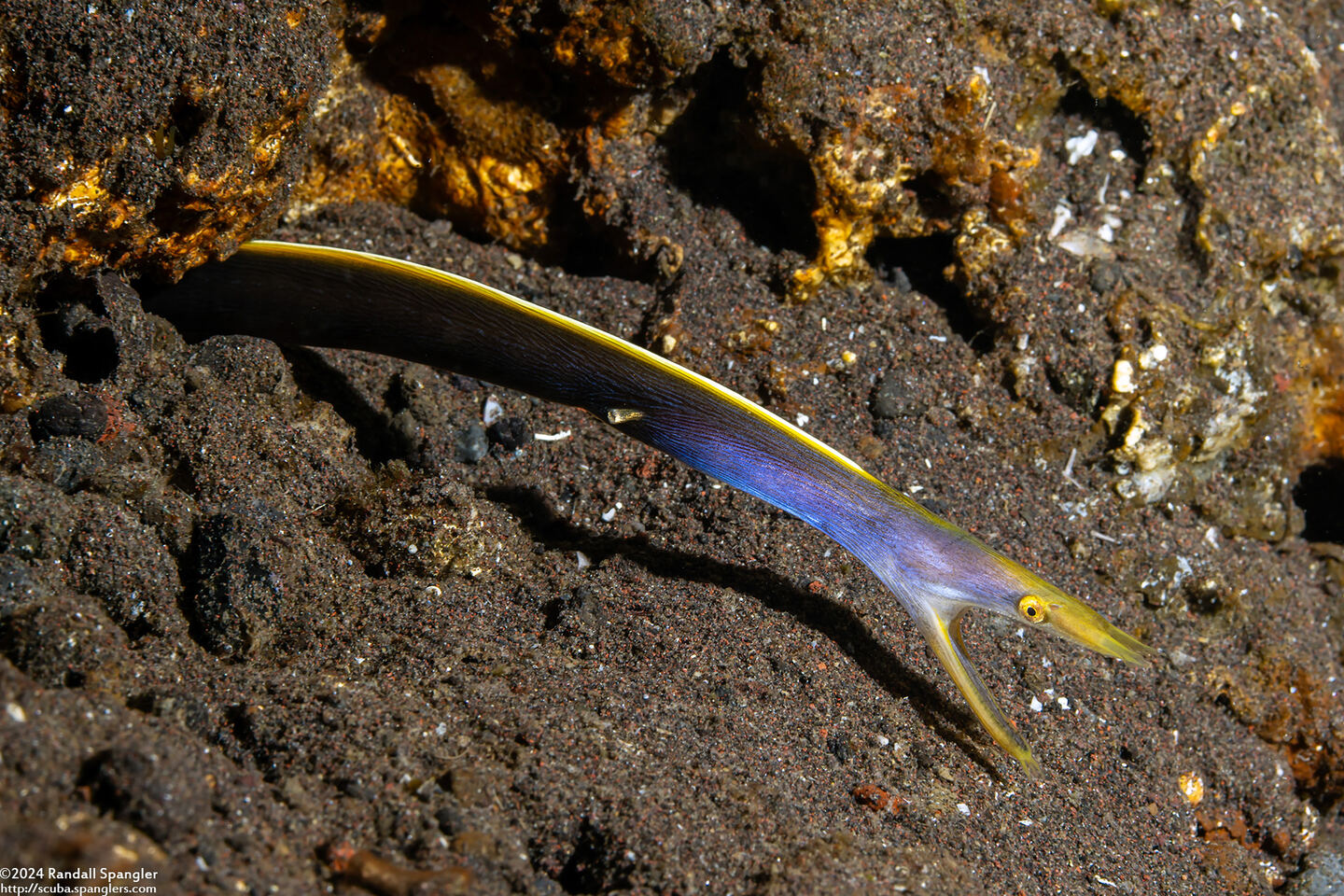 Rhinomuraena quaesita (Ribbon Eel); Transitioning from female to male