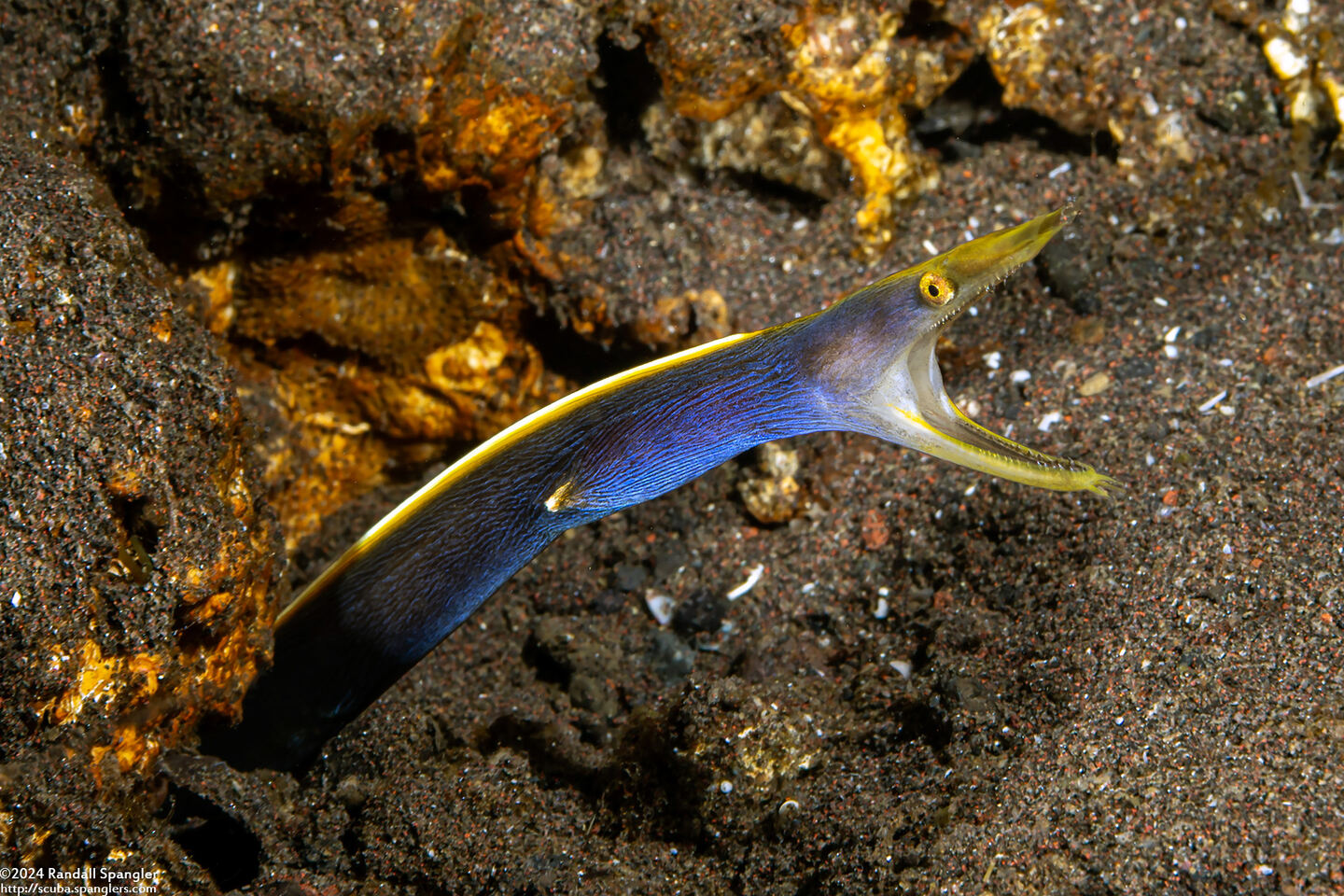 Rhinomuraena quaesita (Ribbon Eel); Transitioning from female to male