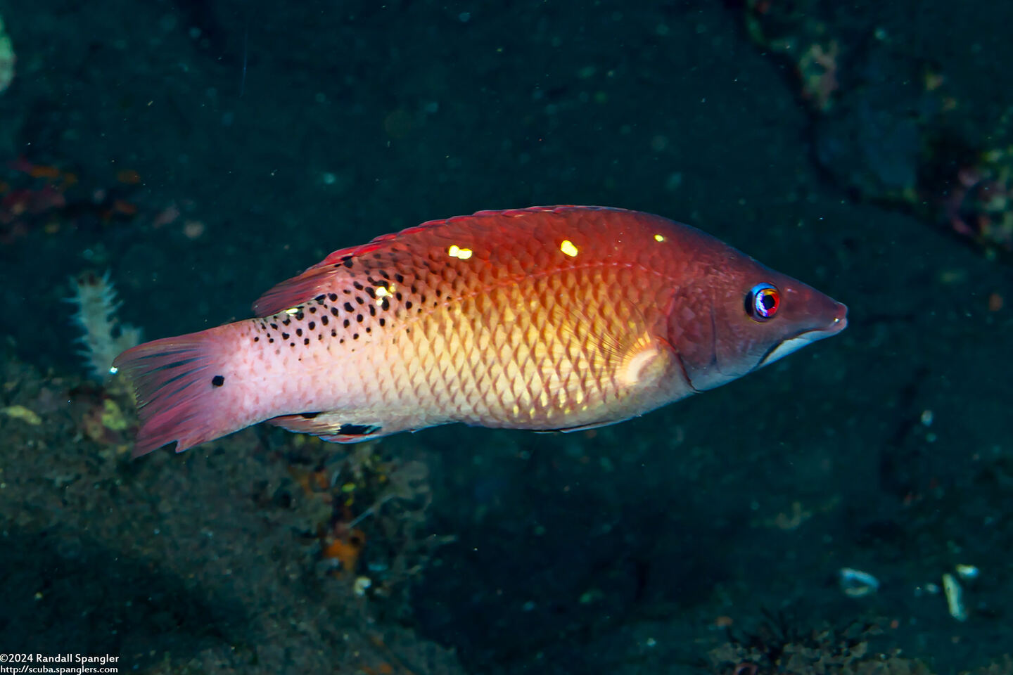 Bodianus dictynna (Redfin Hogfish)