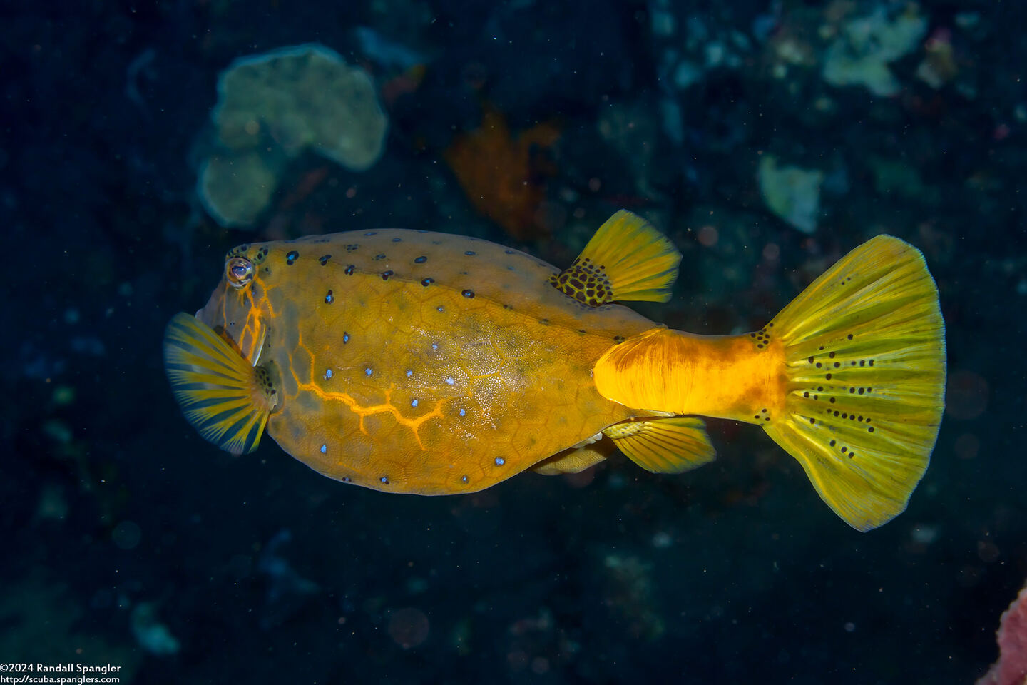 Ostracion cubicum (Yellow Boxfish)