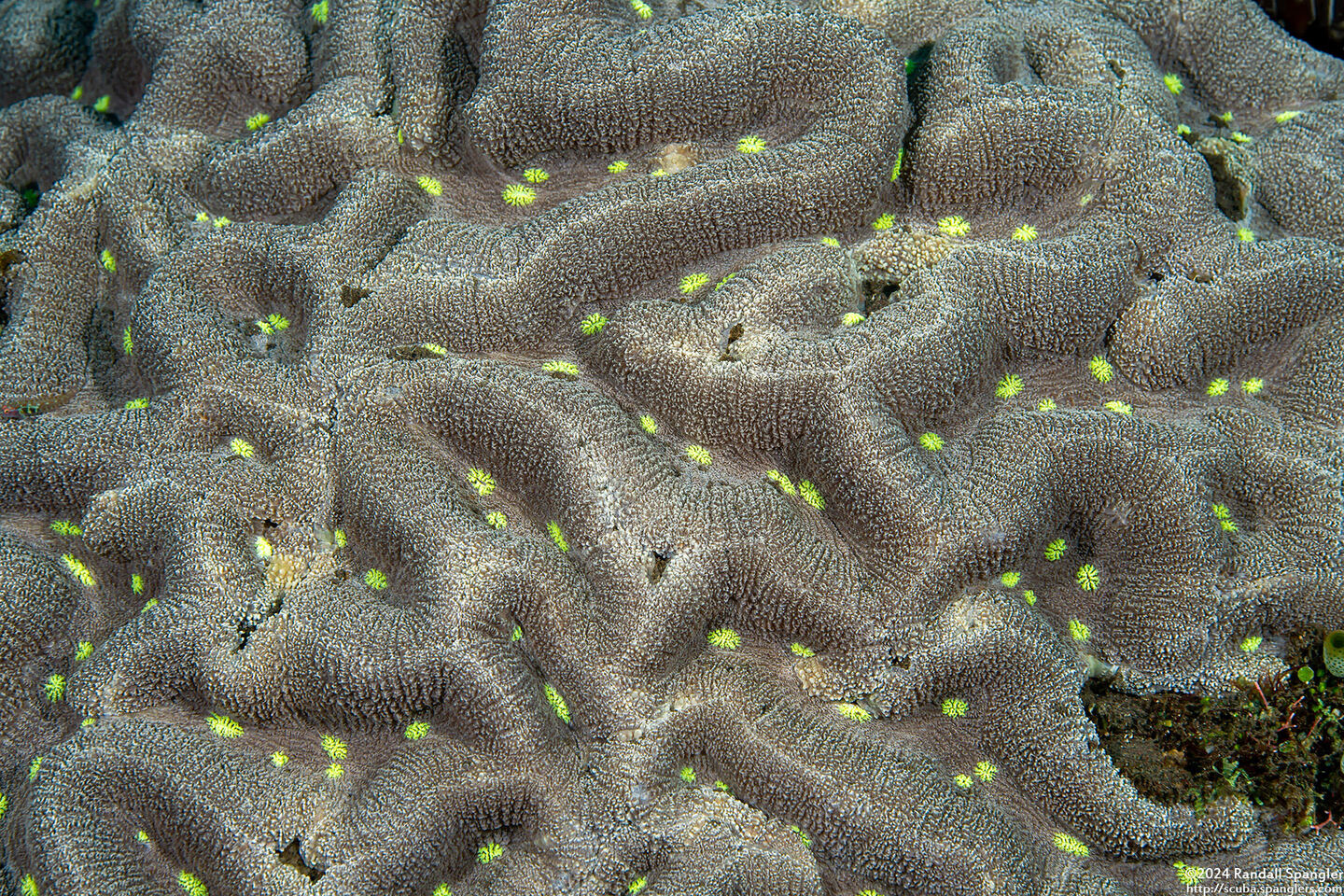 Lobophyllia sp.1 (Lobophyllia sp.1)