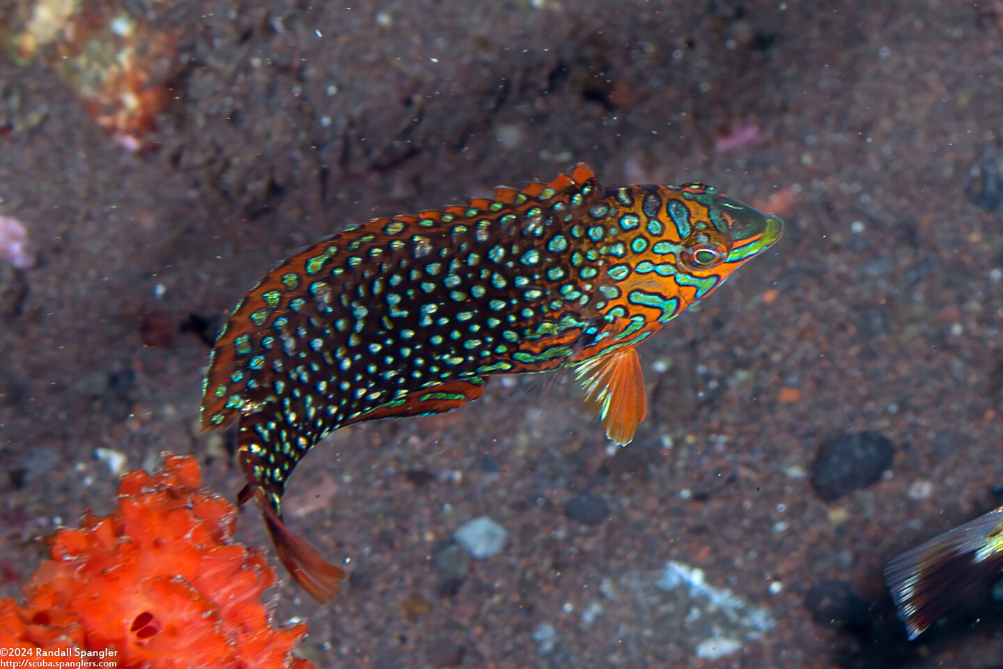 Macropharyngodon ornatus (Ornate Leopard Wrasse)