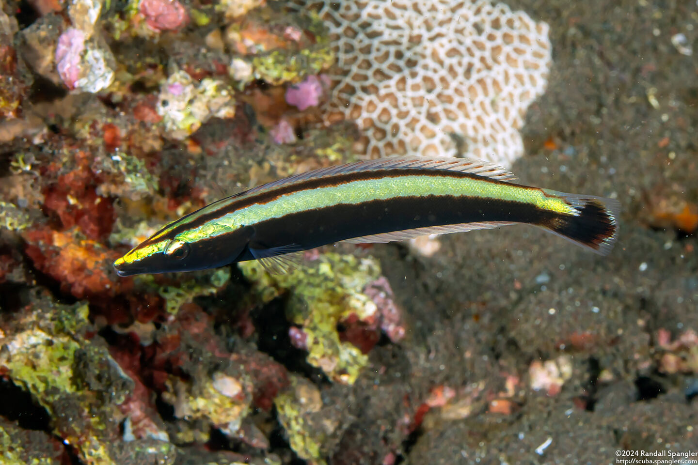 Hologymnosus annulatus (Ring Wrasse)