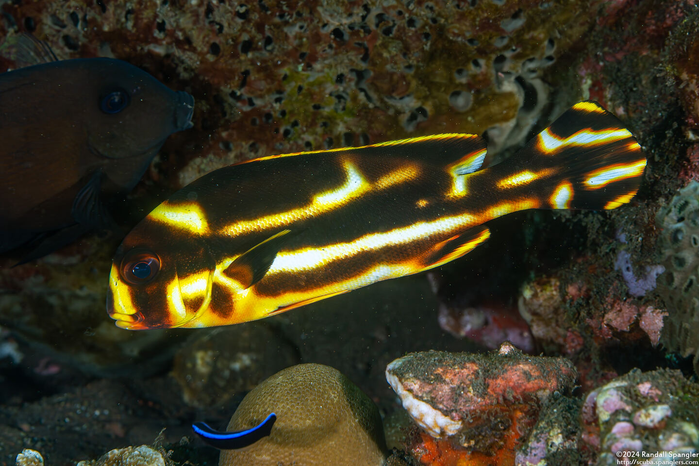 Plectorhinchus vittatus (Oriental Sweetlips)