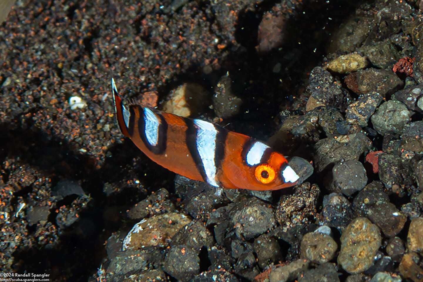 Coris gaimard (Yellowtail Coris)