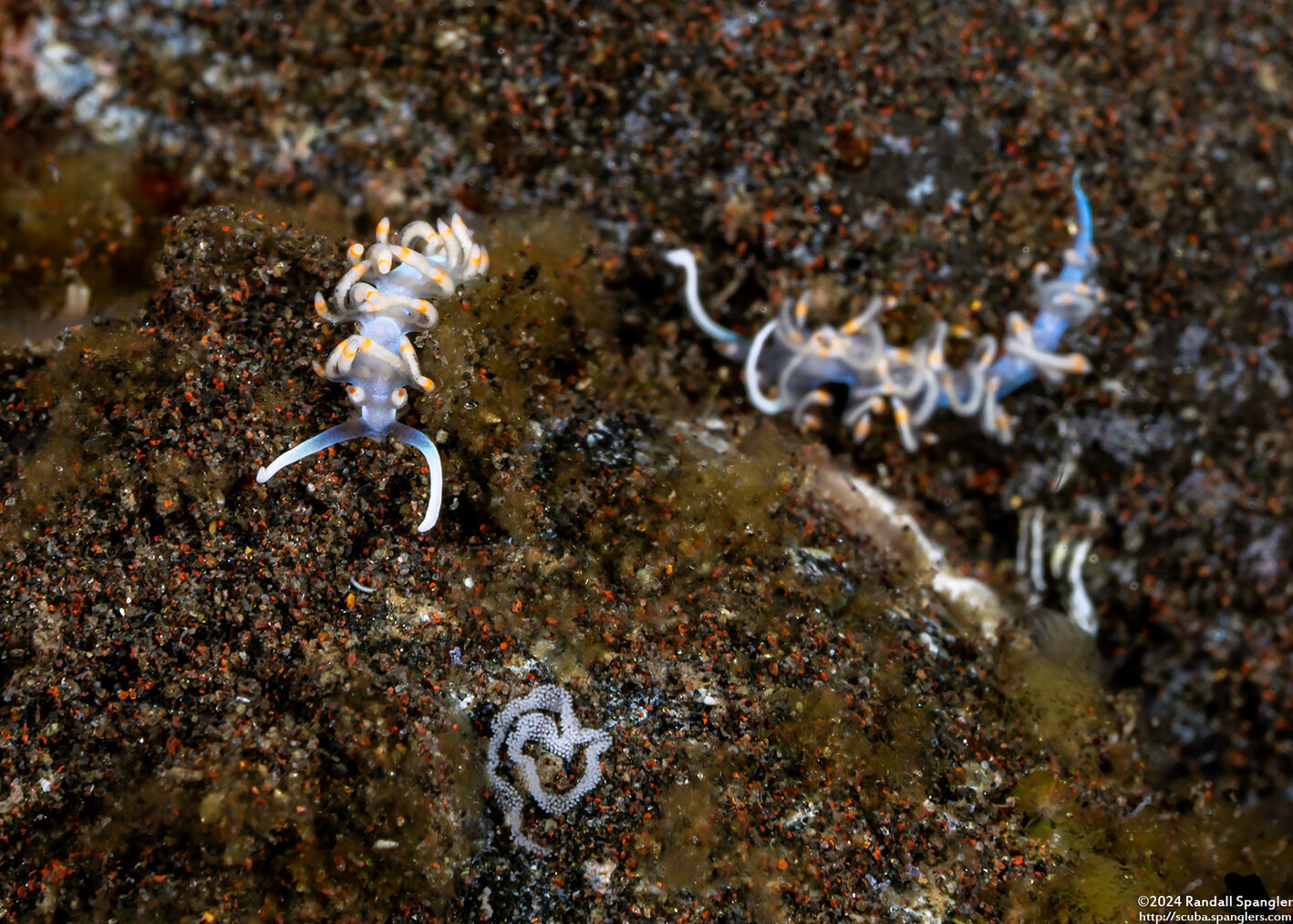 Samla bicolor (Bicolor Nudibranch); With eggs