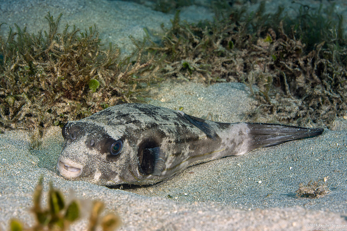 Arothron manilensis (Striped Puffer)