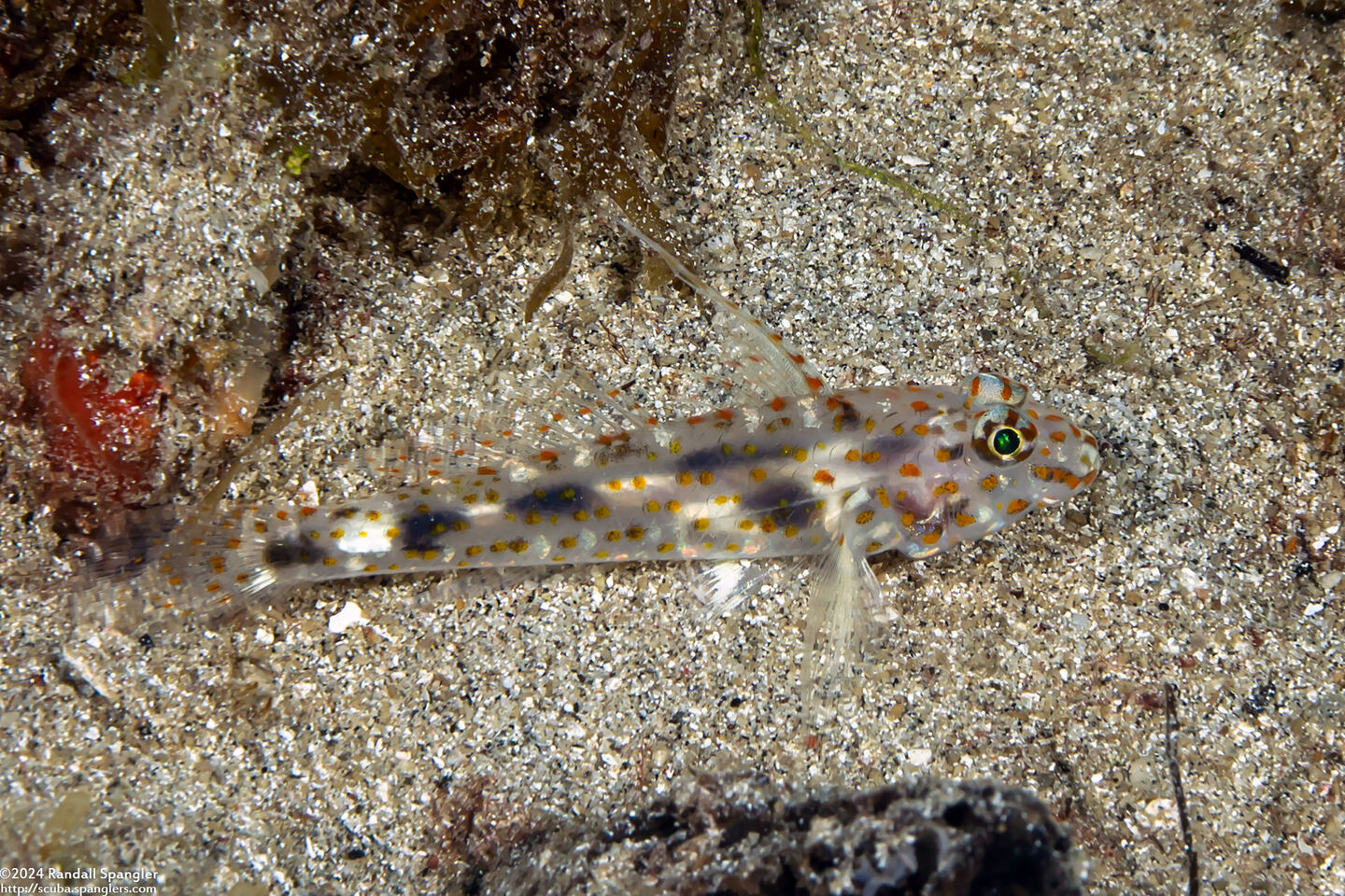 Fusigobius inframaculatus (Blotched Sandgoby)