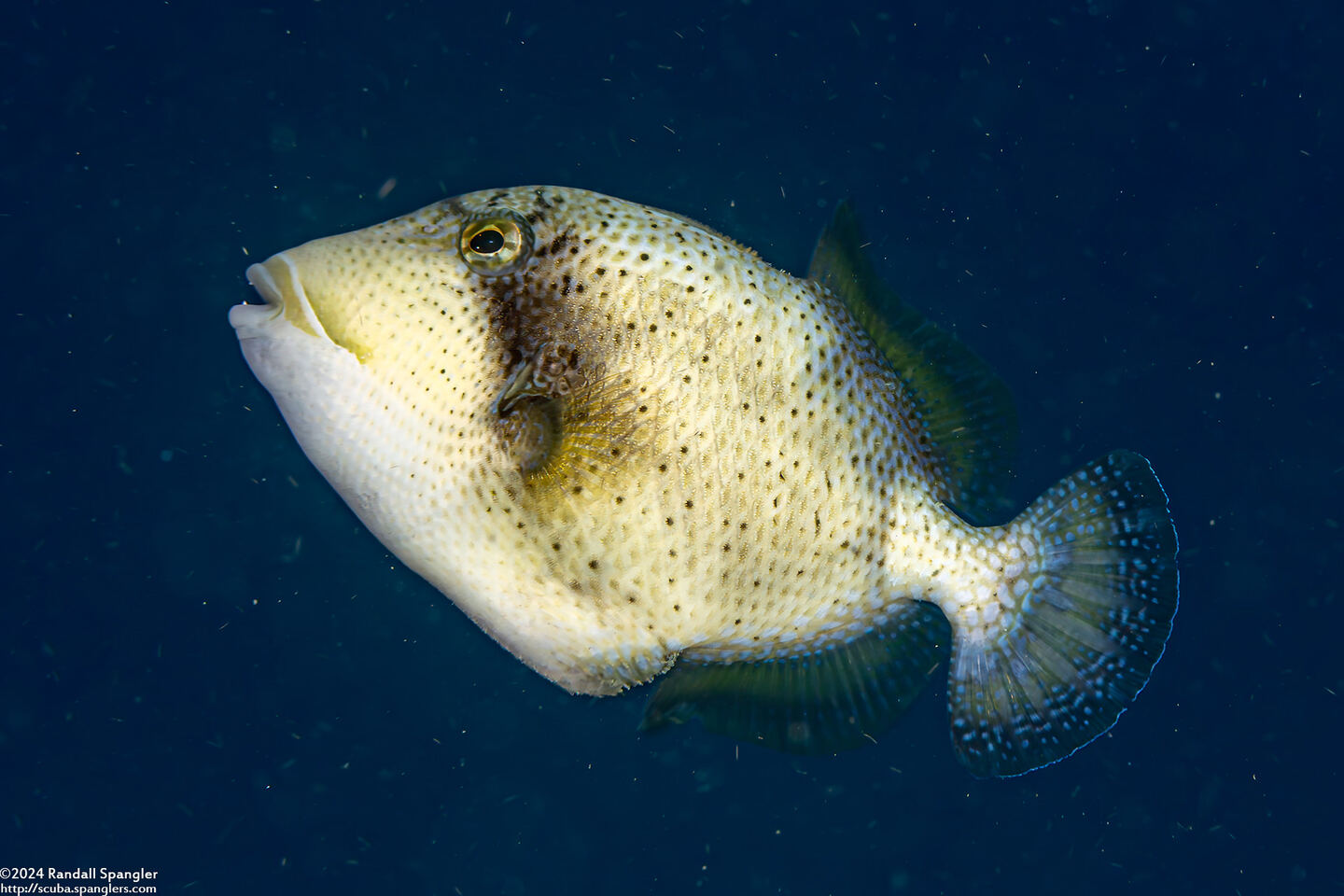 Pseudobalistes flavimarginatus (Yellowmargin Triggerfish)