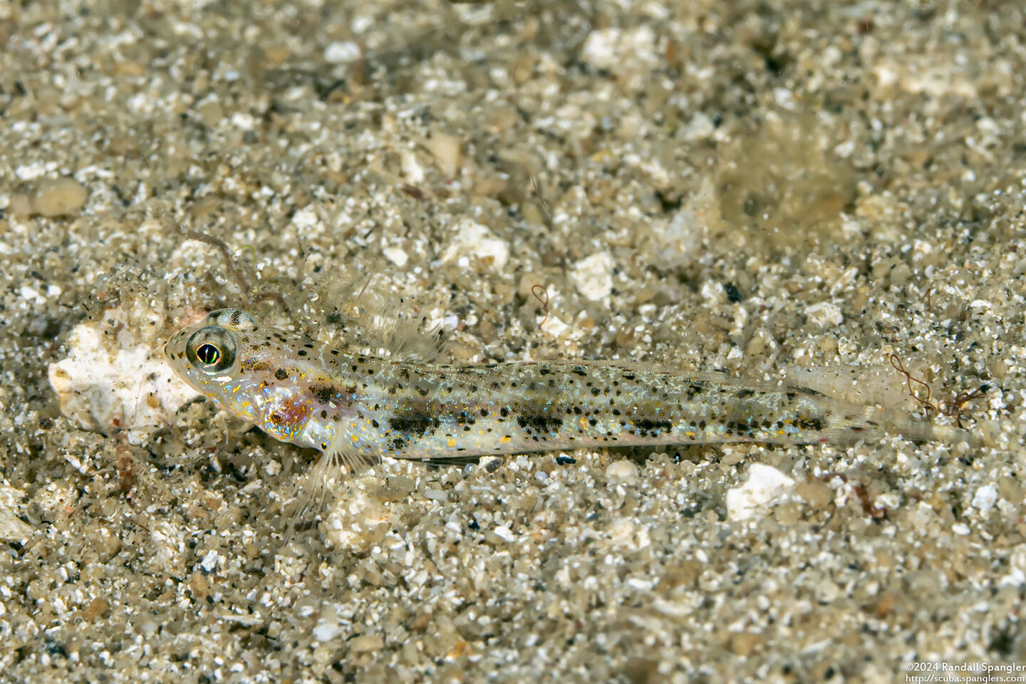 Vanderhorstia phaeosticta (Yellowfoot Shrimpgoby)