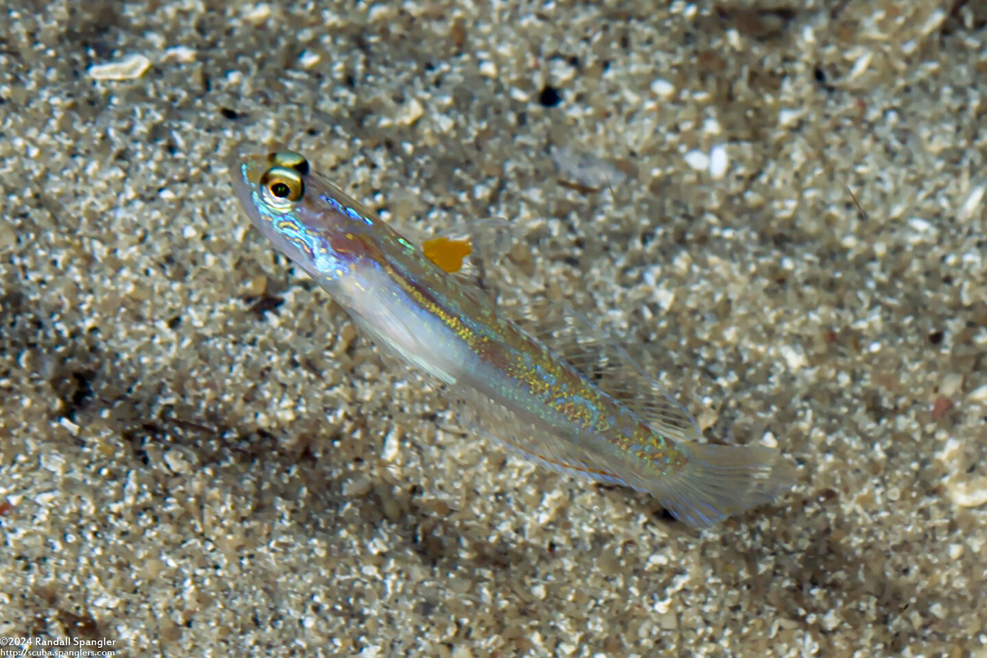 Vanderhorstia nobilis (Majestic Shrimpgoby)