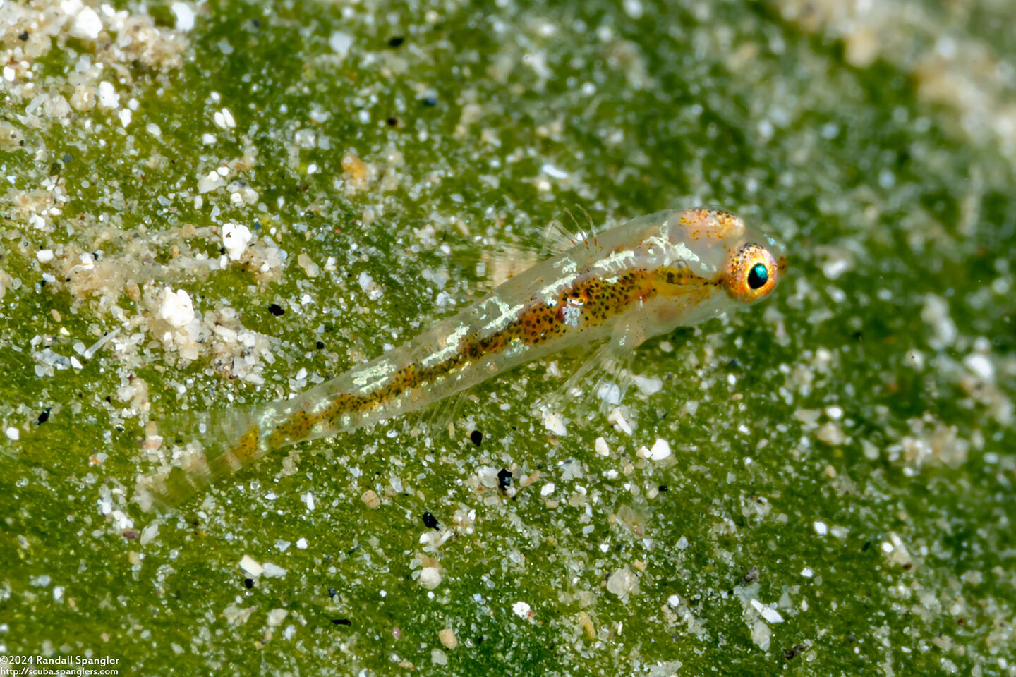 Pleurosicya mossambica (Common Ghostgoby)