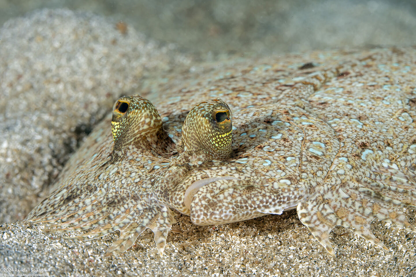 Bothus pantherinus (Panther Flounder)