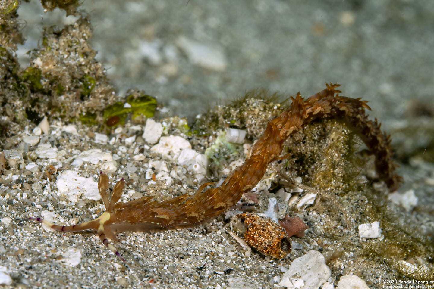 Pteraeolidia semperi (Blue Dragon Nudibranch)