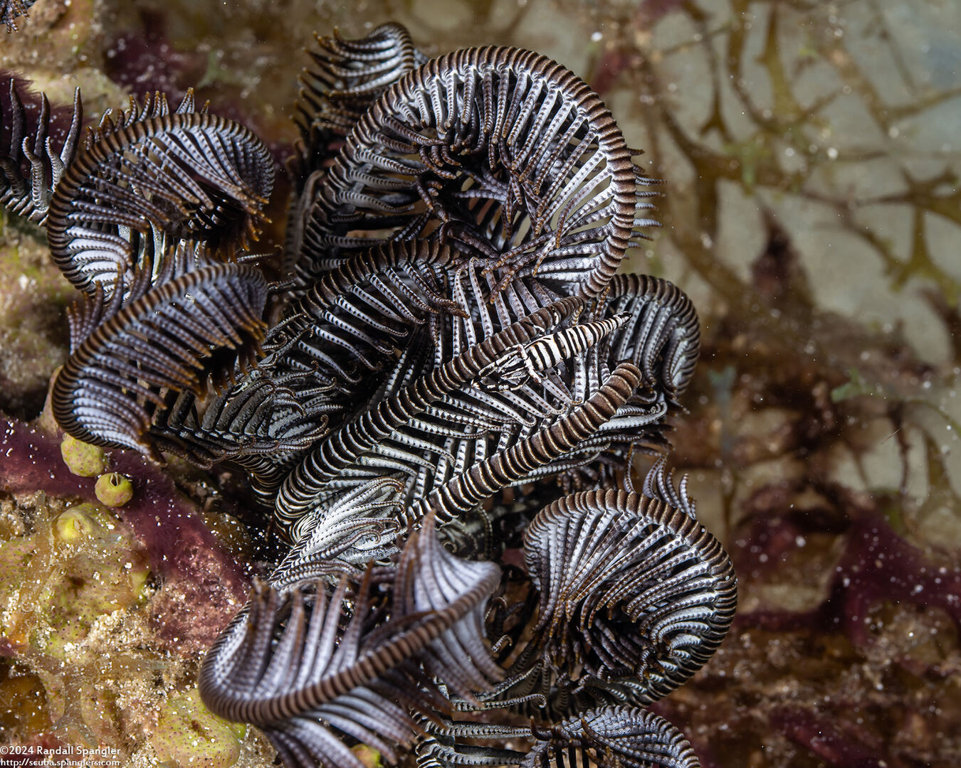 Laomenes pardus (Leopard Crinoid Shrimp)